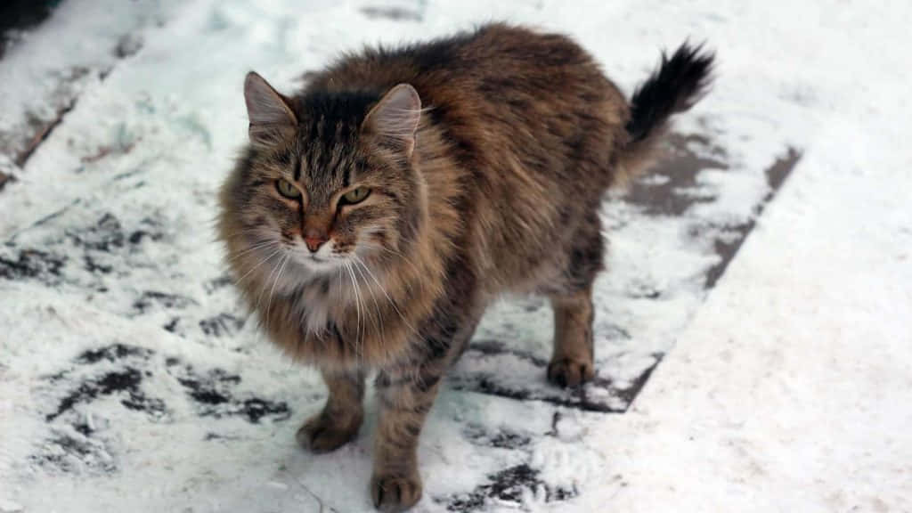 Siberian Cat 桌布 壁紙 — 一隻毛茸茸嘅虎斑貓，綠色眼睛，警覺咁企喺積雪嘅行人路上，直視鏡頭。