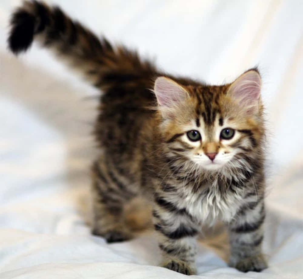 Siberian Cat 桌布 壁紙 — 一隻毛茸茸嘅虎斑貓BB，有對大綠色眼仔，企喺柔軟嘅白色毛氈上，警覺咁豎起條尾。