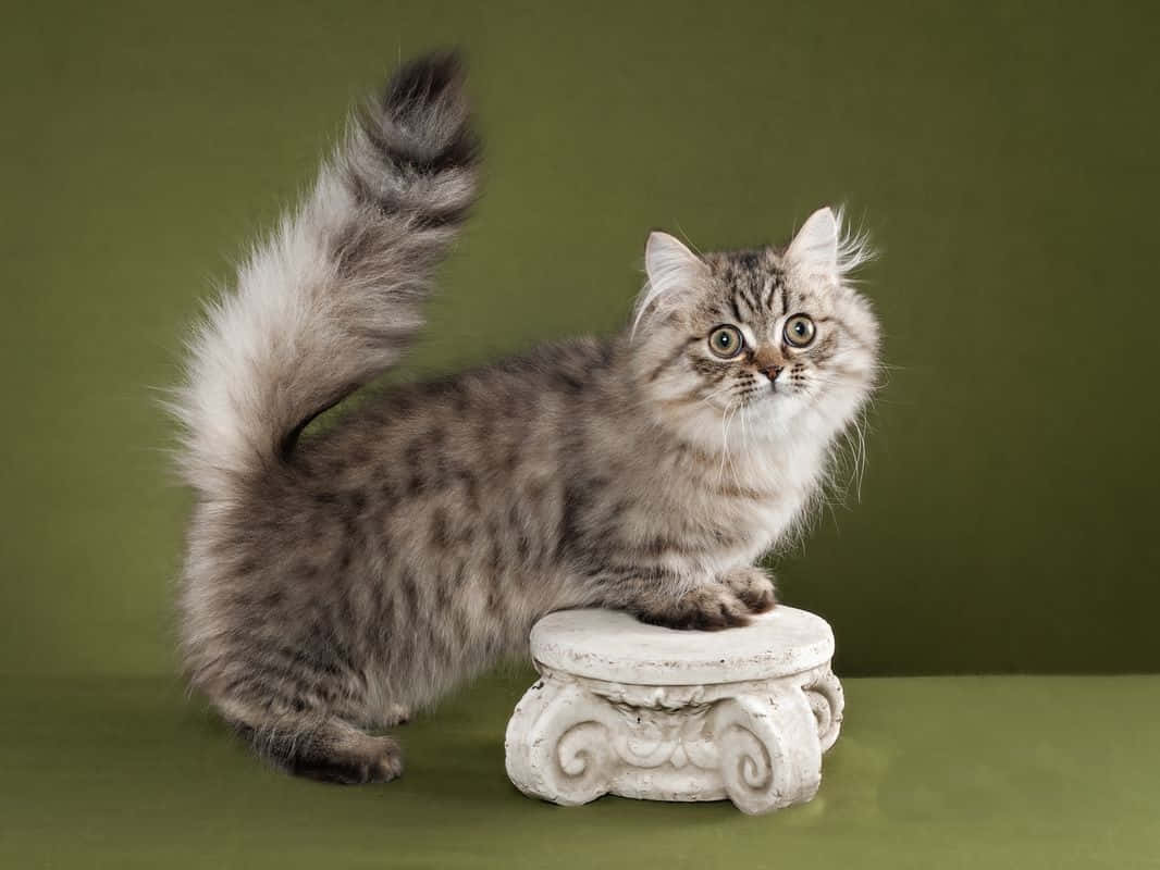 Napoleon Cat 桌布 壁紙 — 一隻毛茸茸嘅虎斑貓仔，有對綠色大眼，警覺咁企喺白色裝飾柱上面，背景係純橄欖綠色。