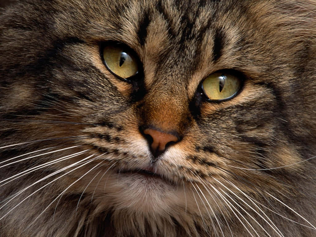 Siberian Cat 桌布 壁紙 — 一隻毛茸茸嘅虎斑貓嘅特寫，佢對搶眼嘅綠色眼睛正專注地凝視住相機。