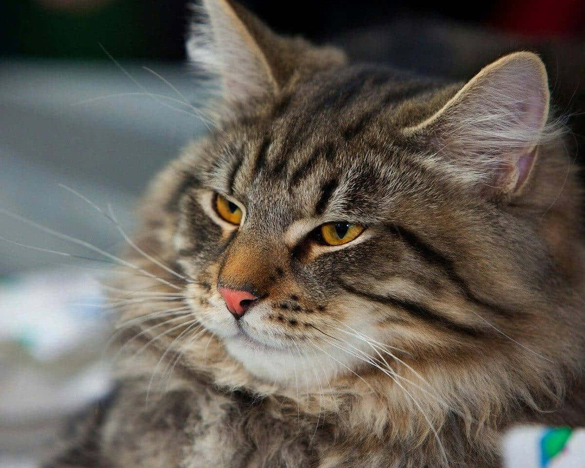 Norwegian Forest Cat 桌布 壁紙 — 一隻毛茸茸嘅虎斑貓嘅特寫，佢有搶眼嘅黃色眼睛，專注咁望住側邊。