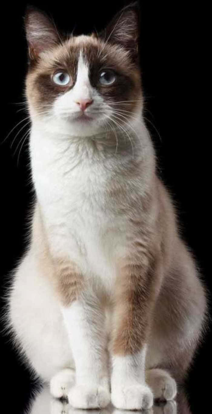 Snowshoe Cat 桌布 壁紙 — 一隻毛茸茸嘅雪鞋貓，擁有引人注目嘅藍眼睛，優雅咁坐喺純黑色背景前。