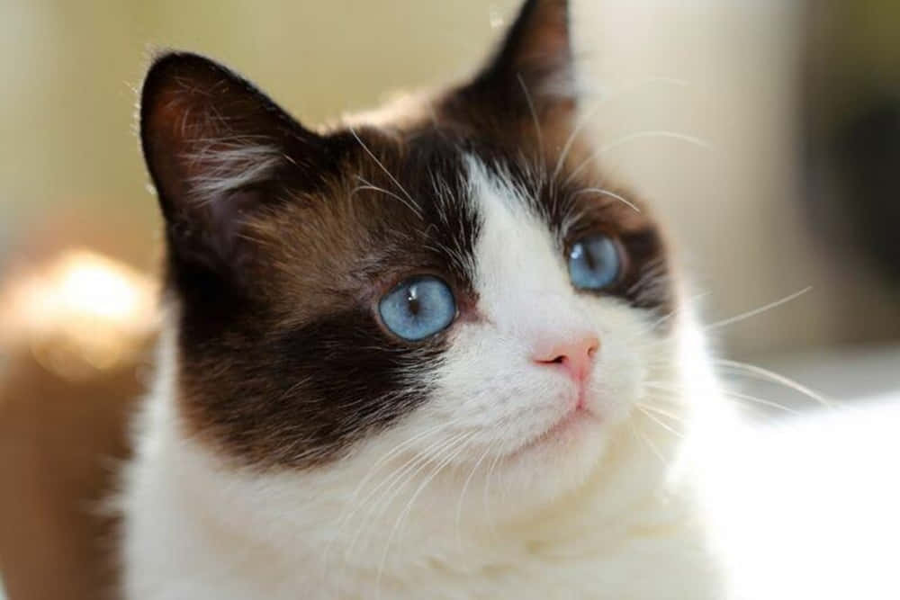 Snowshoe Cat 桌布 壁紙 — 一隻毛茸茸嘅雪鞋貓，擁有搶眼嘅藍色眼睛，喺柔和自然光下向上凝視嘅特寫。