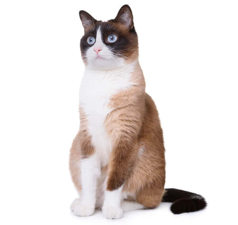 Snowshoe Cat 桌布 壁紙 — 一隻毛茸茸嘅雪鞋貓，有搶眼嘅藍色眼睛，喺純白色背景上坐直。