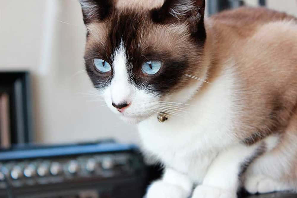 Snowshoe Cat 桌布 壁紙 — 一隻毛茸茸嘅雪鞋貓嘅特寫，有搶眼嘅藍眼睛同白色胸口，戴住一個細細嘅鈴鐺頸圈。