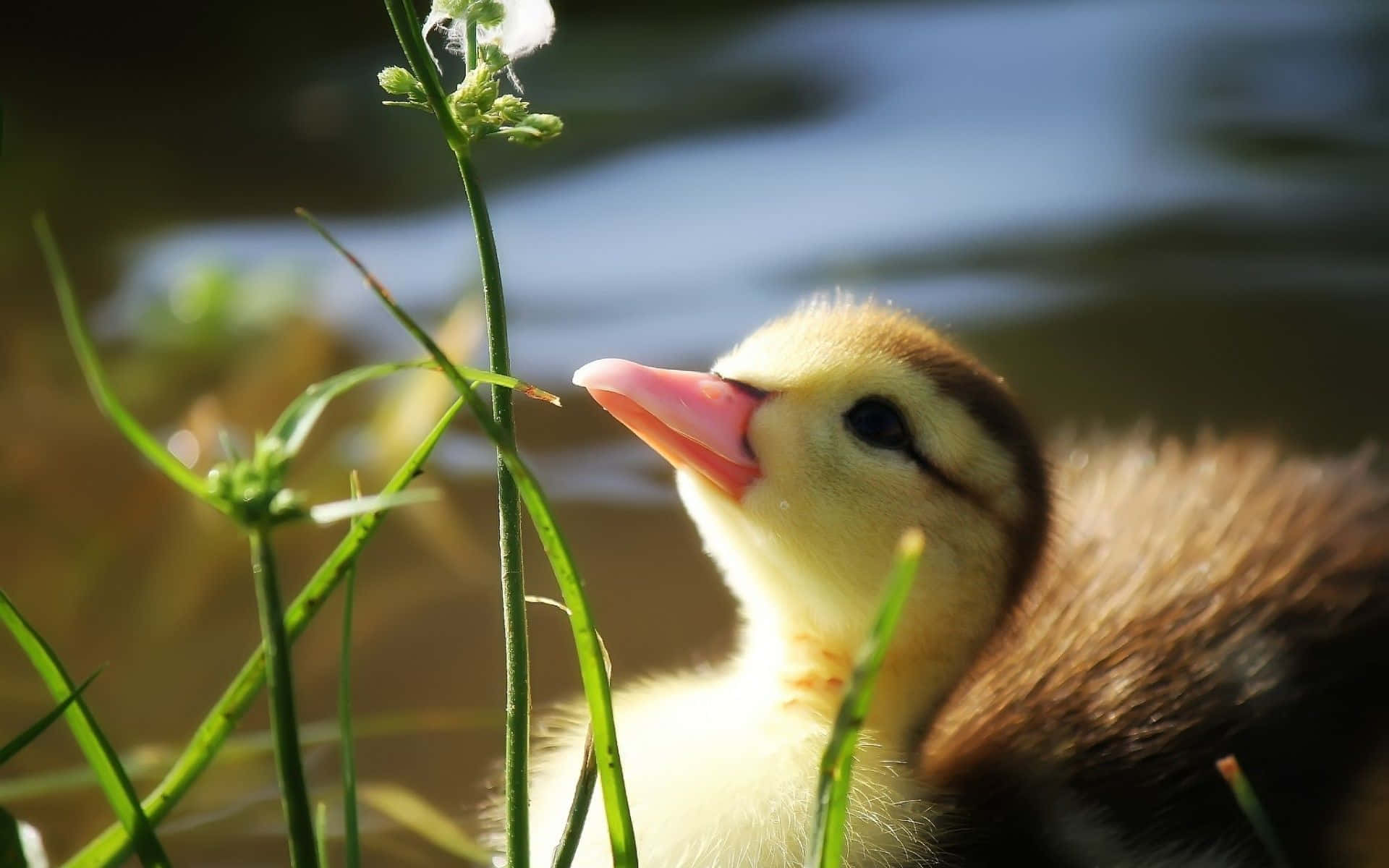 Cute Duck 桌布 壁紙 — 一隻毛茸茸嘅黃色小鴨喺溫暖陽光下，喺水邊嘅綠草叢中探出頭嚟。