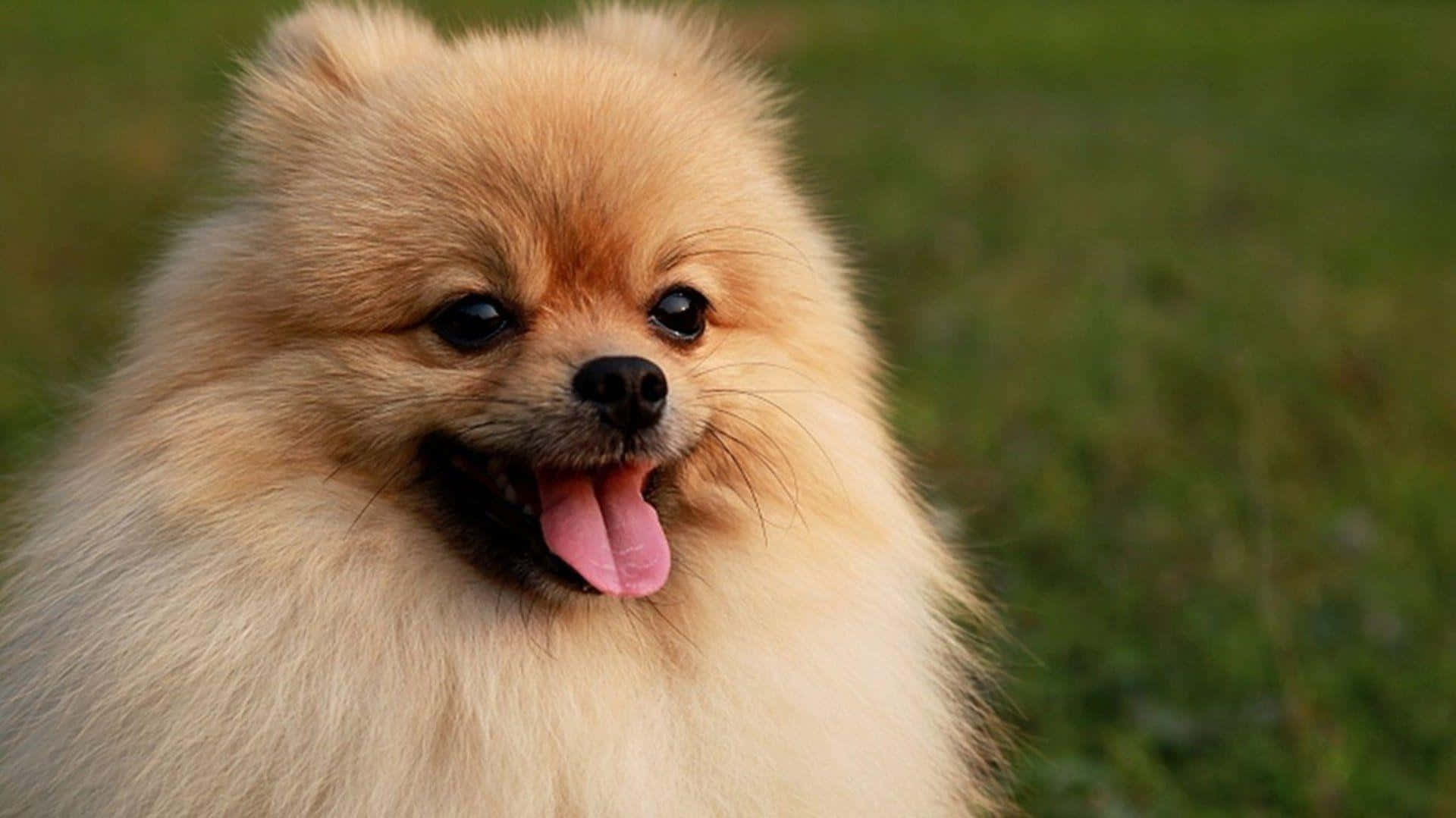 Pomeranian 桌布 壁紙 — 一隻毛茸茸淺啡色嘅博美犬，開心表情，伸脷，背景係模糊嘅綠色草地。