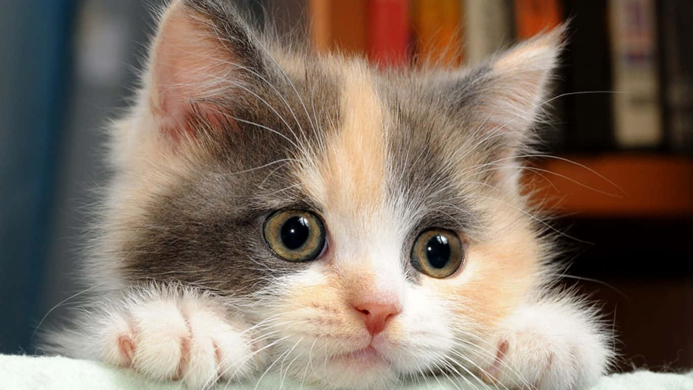 Cat Desktop 桌布 壁紙 — 一隻毛茸茸的三色小貓，睜著好奇的大眼睛，從柔軟的表面探出頭來，身後是模糊的書架。