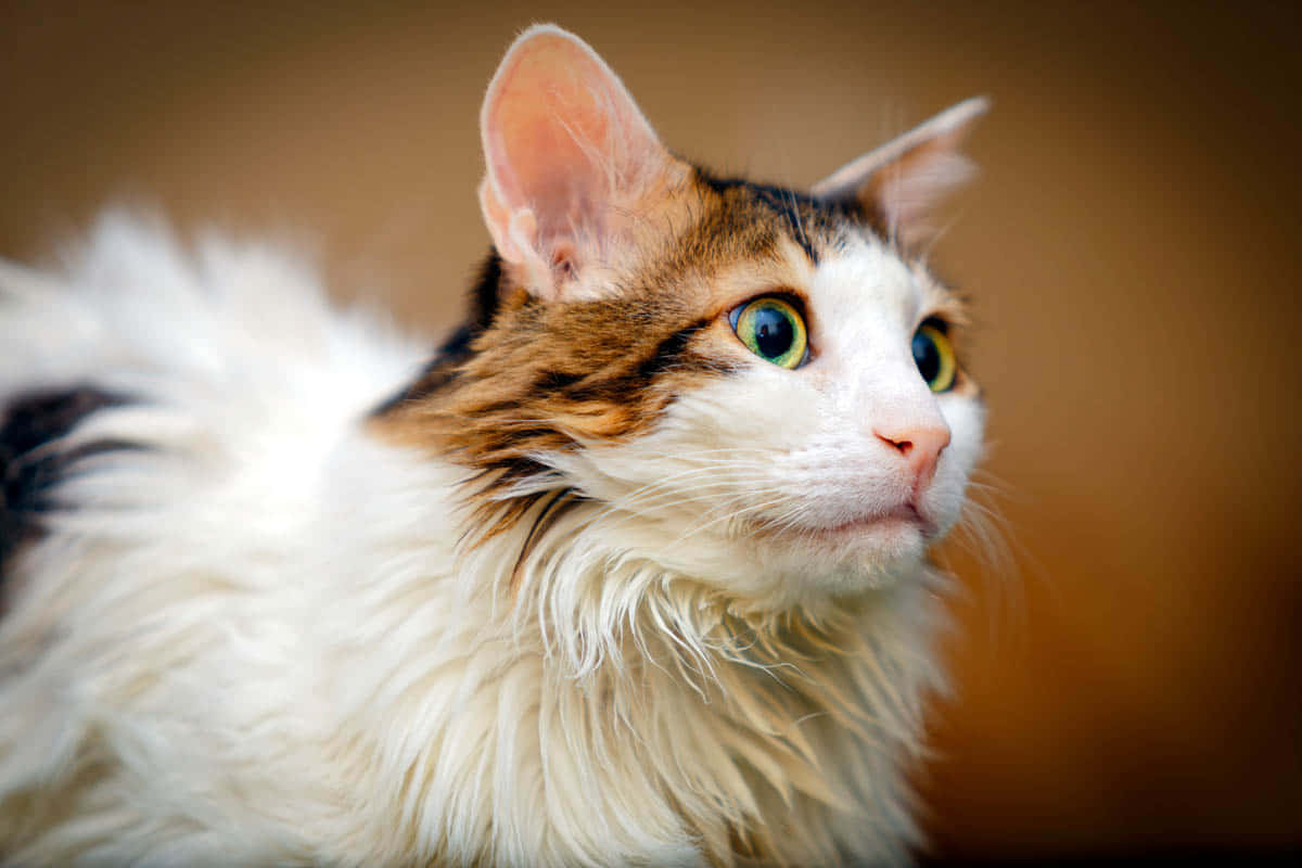 Norwegian Forest Cat 桌布 壁紙 — 一隻毛茸茸的三色貓，擁有引人注目的綠色眼睛，在溫暖模糊的背景前專注地凝視。
