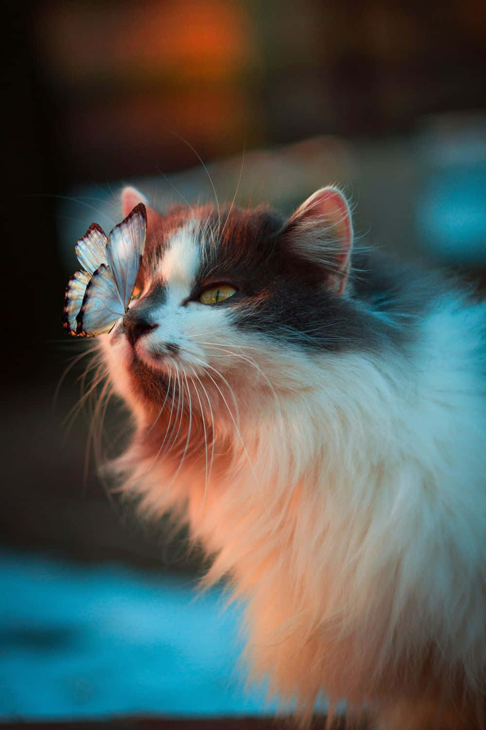 Beautiful Cats 桌布 壁紙 — 一隻毛茸茸的三色貓專注地凝視著一隻棲息在它鼻子上的精緻蝴蝶，背景是柔和模糊的色彩。