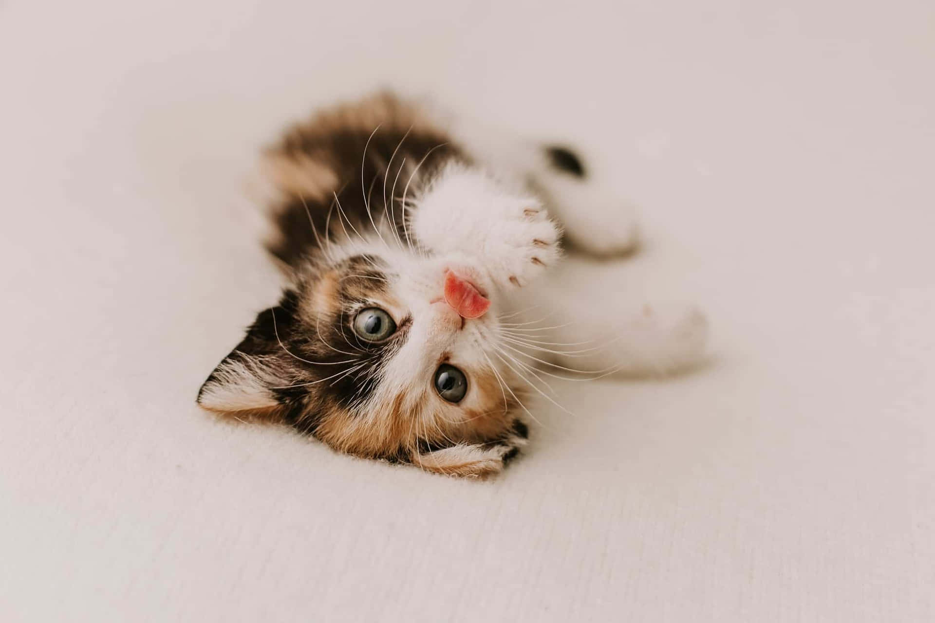Beautiful Cats 桌布 壁紙 — 一隻毛茸茸的三色貓小貓仰臥在柔軟的白色表面上，爪子向上，眼睛又大又好奇。