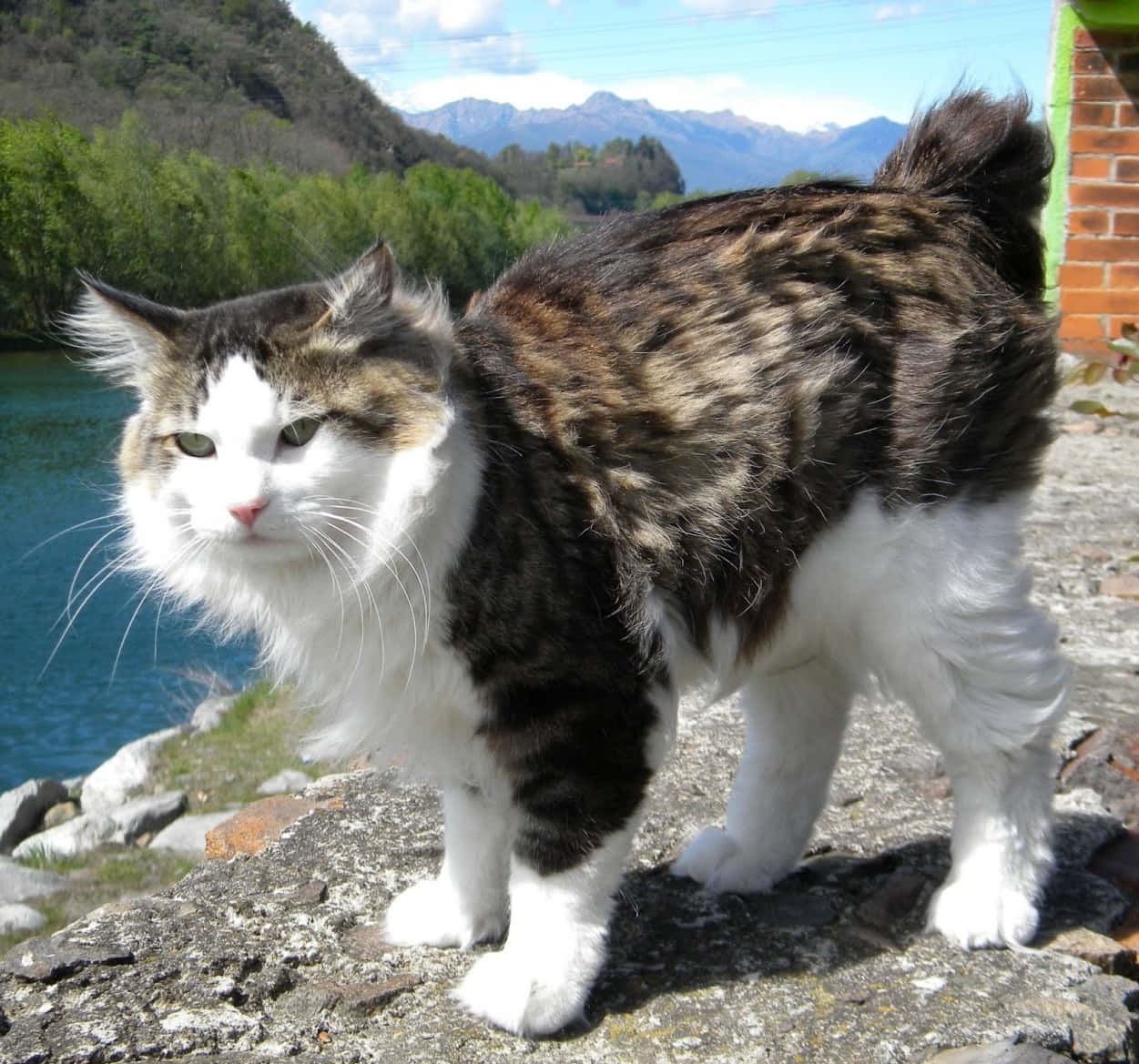Kurilian Bobtail 桌布 壁紙 — 一隻毛茸茸的三色貓警覺地站在岩石湖岸上，背景是山脈和綠樹，在明亮的藍天下。