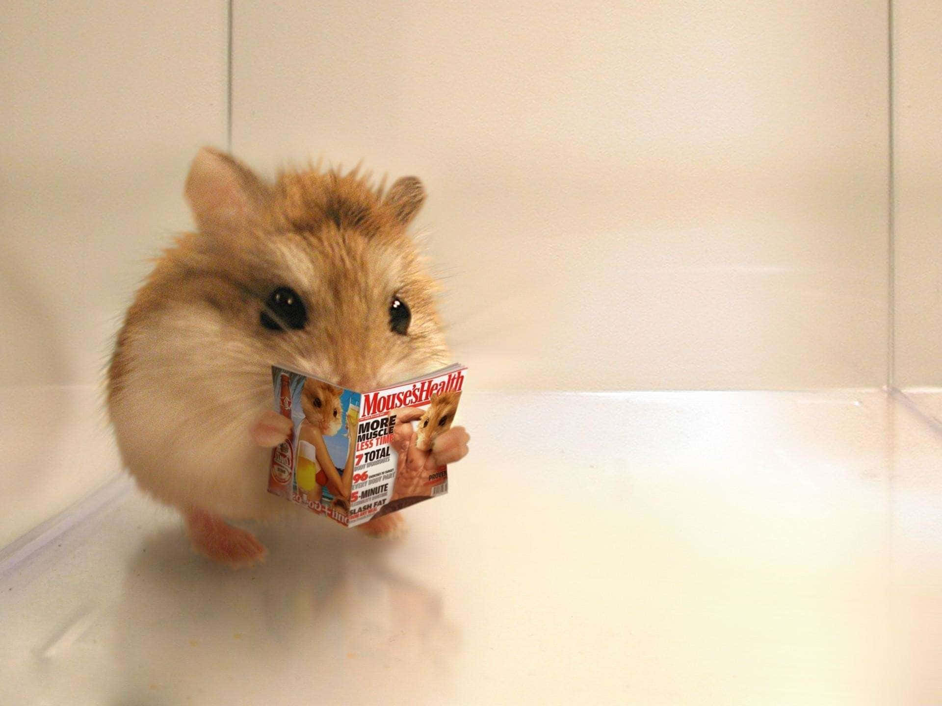 Cute Animal Memes 桌布 壁紙 — 一隻毛茸茸的倉鼠喺一個透明嘅圍欄入面，用柔和嘅白色燈光，揸住一本細細嘅「Mice's Health」雜誌。