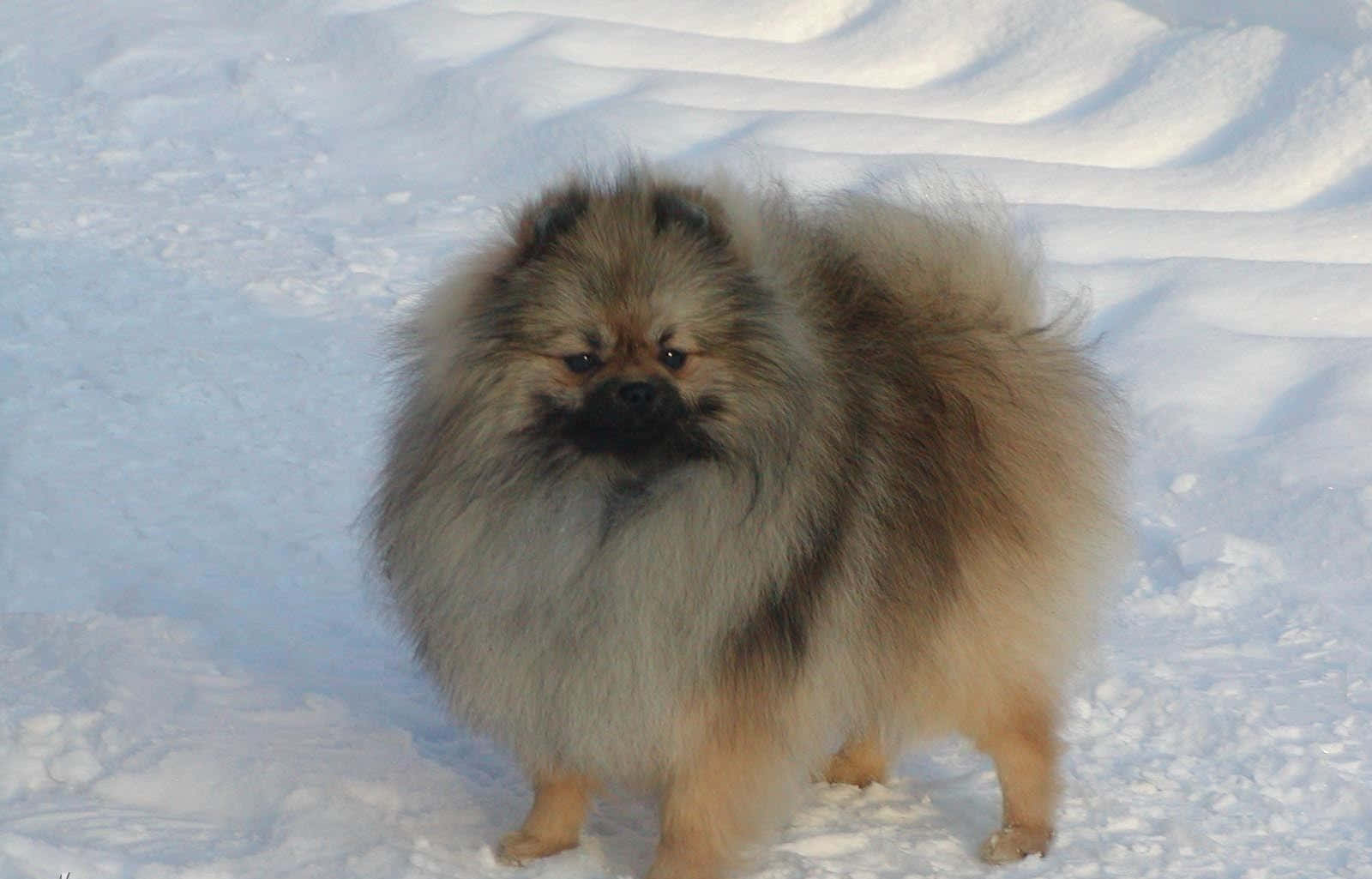 Pomeranian 桌布 壁紙 — 一隻毛茸茸的博美犬站在深雪中，柔和的光線突顯其濃密的毛髮和警覺的表情。