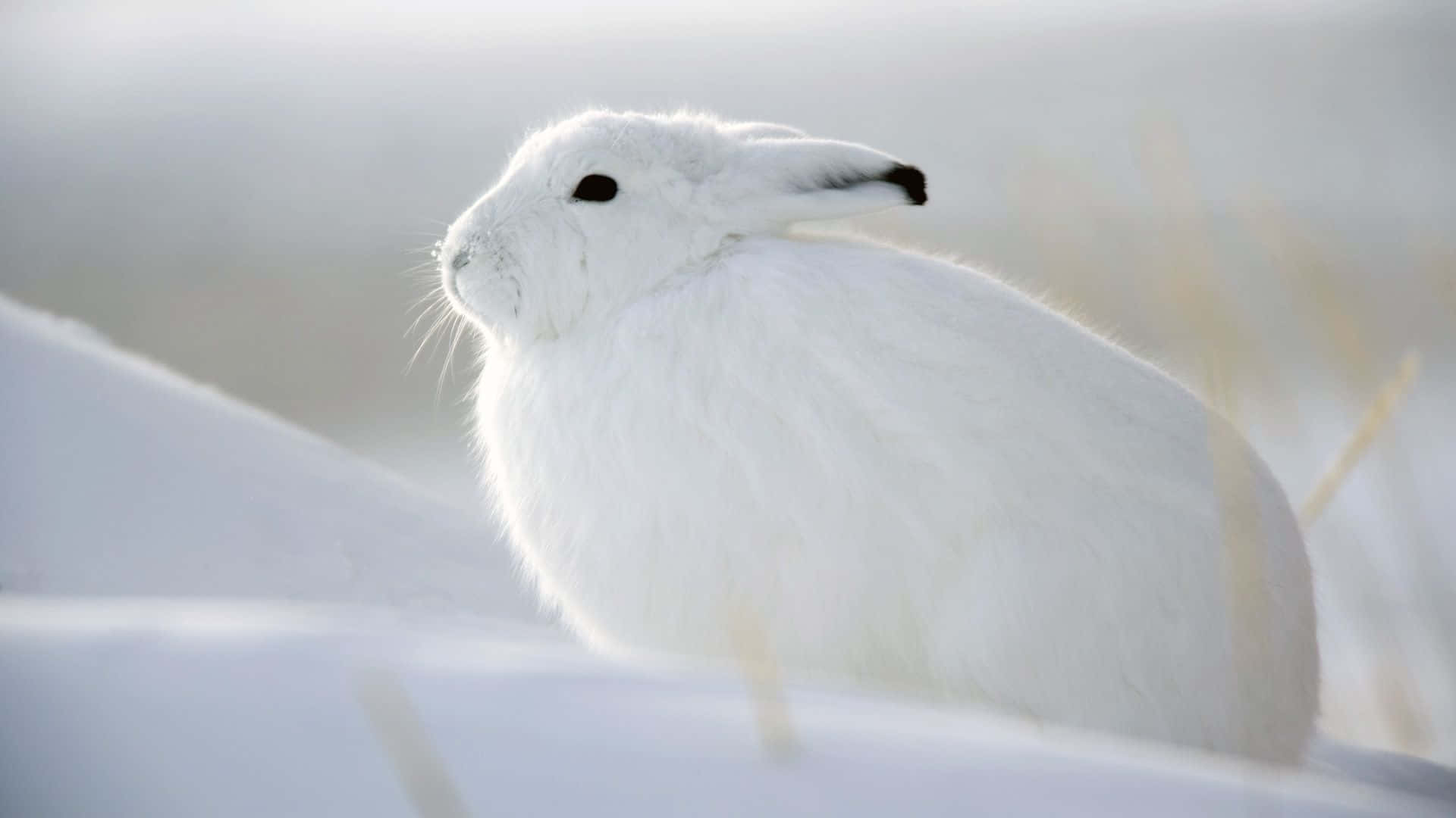 一隻白色北極野兔在日間坐在雪地上。