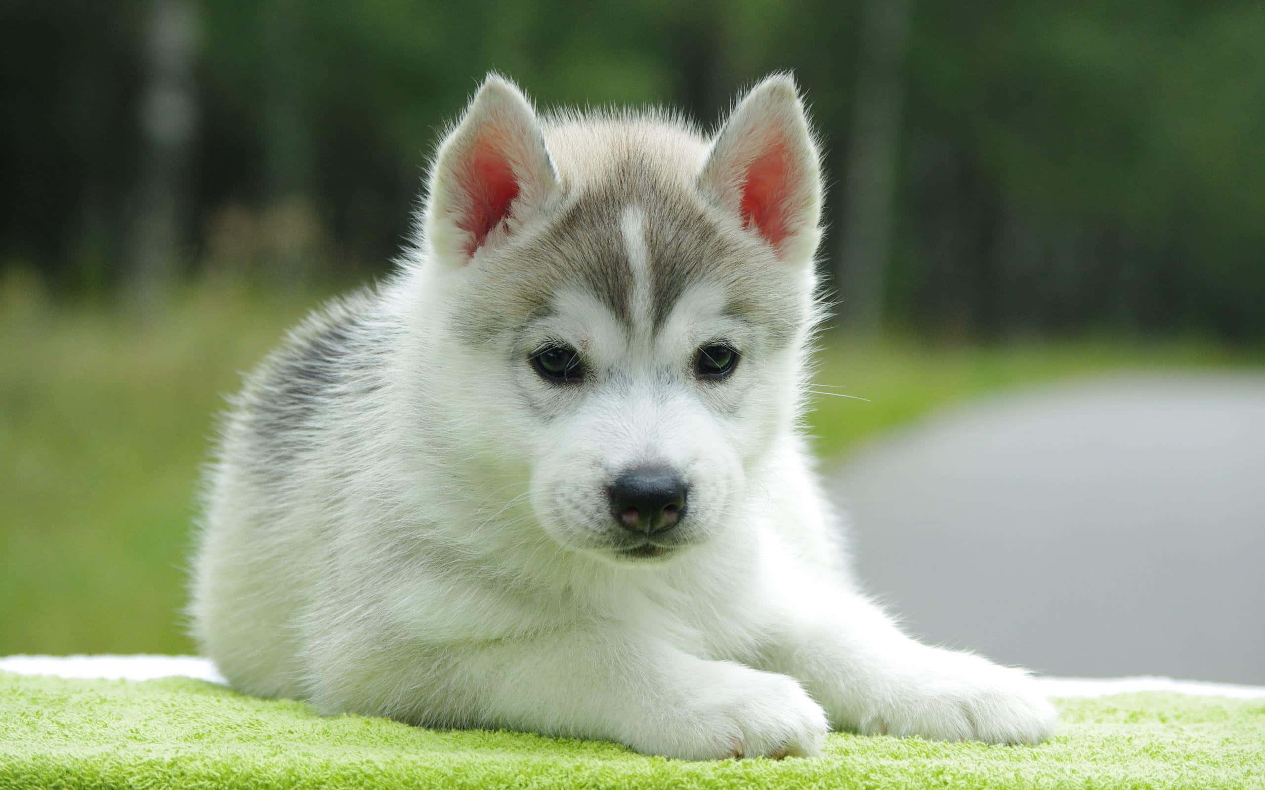 Wolf Pup 桌布 壁紙 — 一隻毛茸茸的哈士奇幼犬，擁有引人注目的藍色眼睛，在戶外明亮的綠色毛巾上休息。