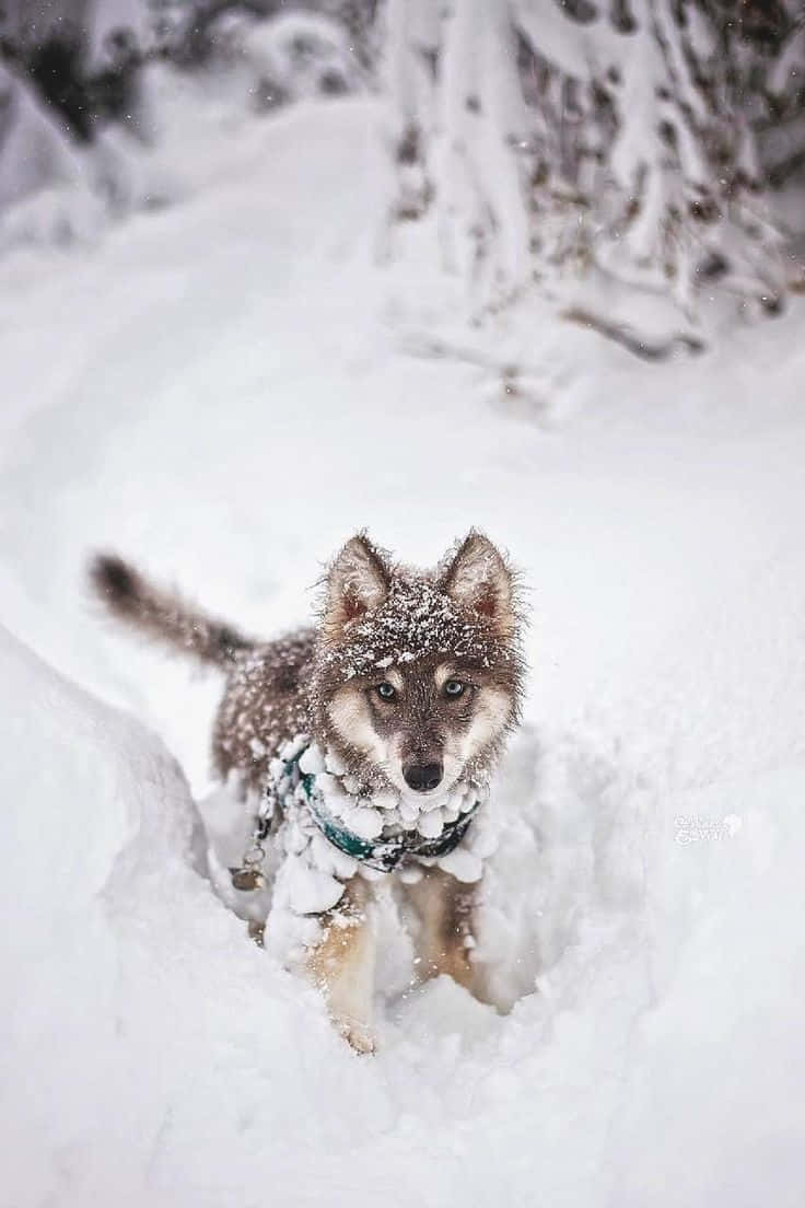 Wolf In Snow 桌布 壁紙 — 一隻毛茸茸的哈士奇幼犬，毛上有雪，綠色眼睛，站在深雪中直視鏡頭。