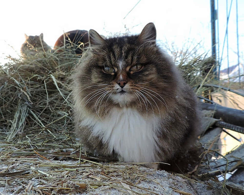 Siberian Cat 桌布 壁紙 — 一隻毛茸茸的啡白色貓咪，帶著不高興的表情，坐在雪地戶外環境中的一堆乾草上。
