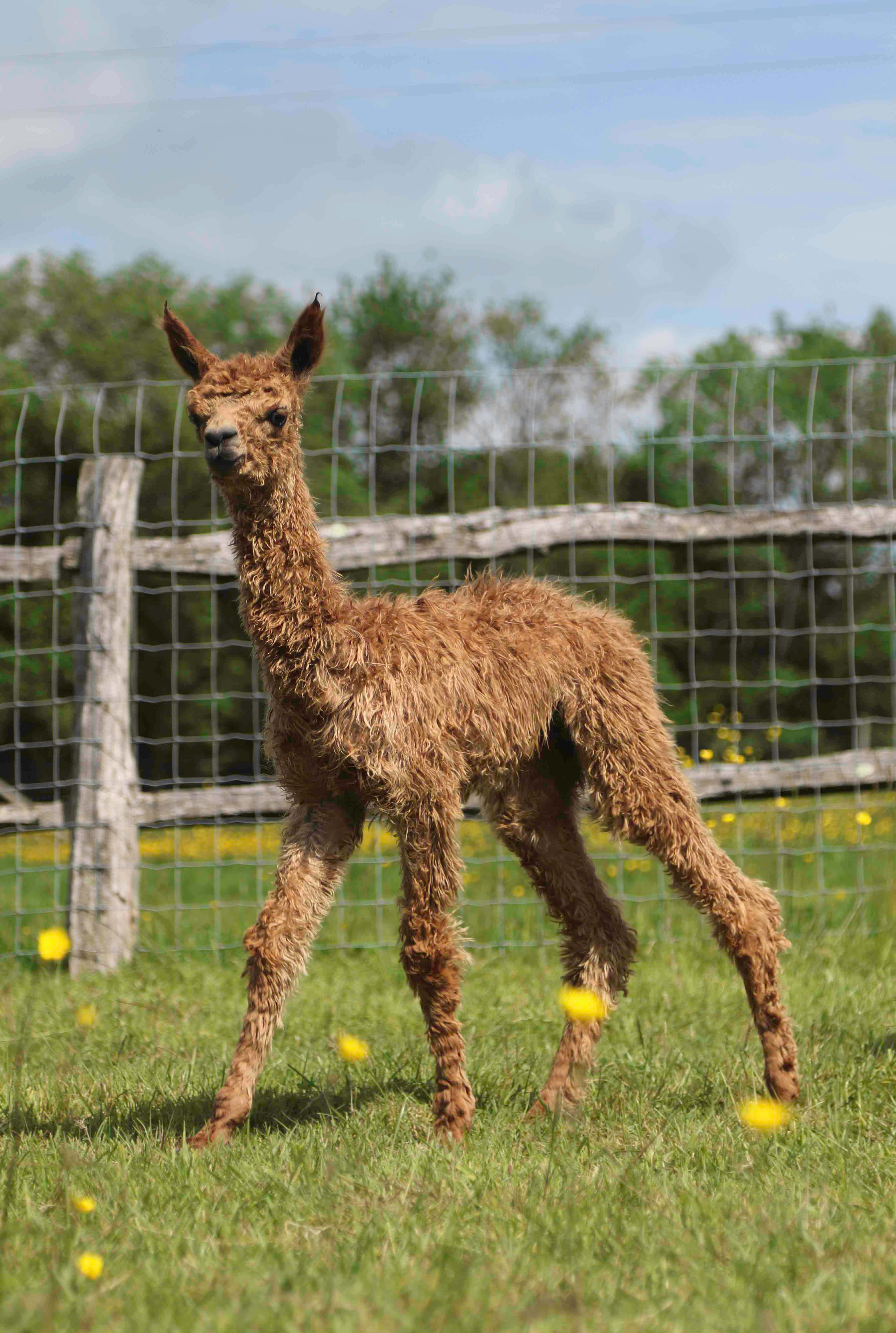 Alpaca 桌布 壁紙 — 一隻毛茸茸的啡色小羊駝站在陽光明媚的草地上，草地上點綴著黃色花朵，靠近鐵絲網圍欄。