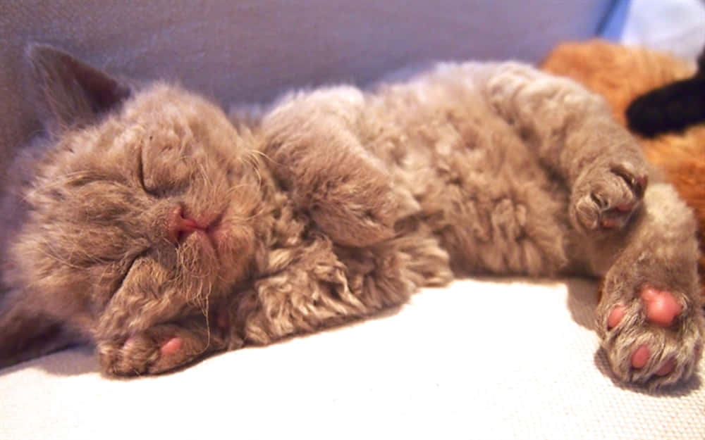 Selkirk Rex 桌布 壁紙 — 一隻毛茸茸的啡色小貓咪在柔軟的白色表面上仰臥著，雙爪向上，睡得香甜。