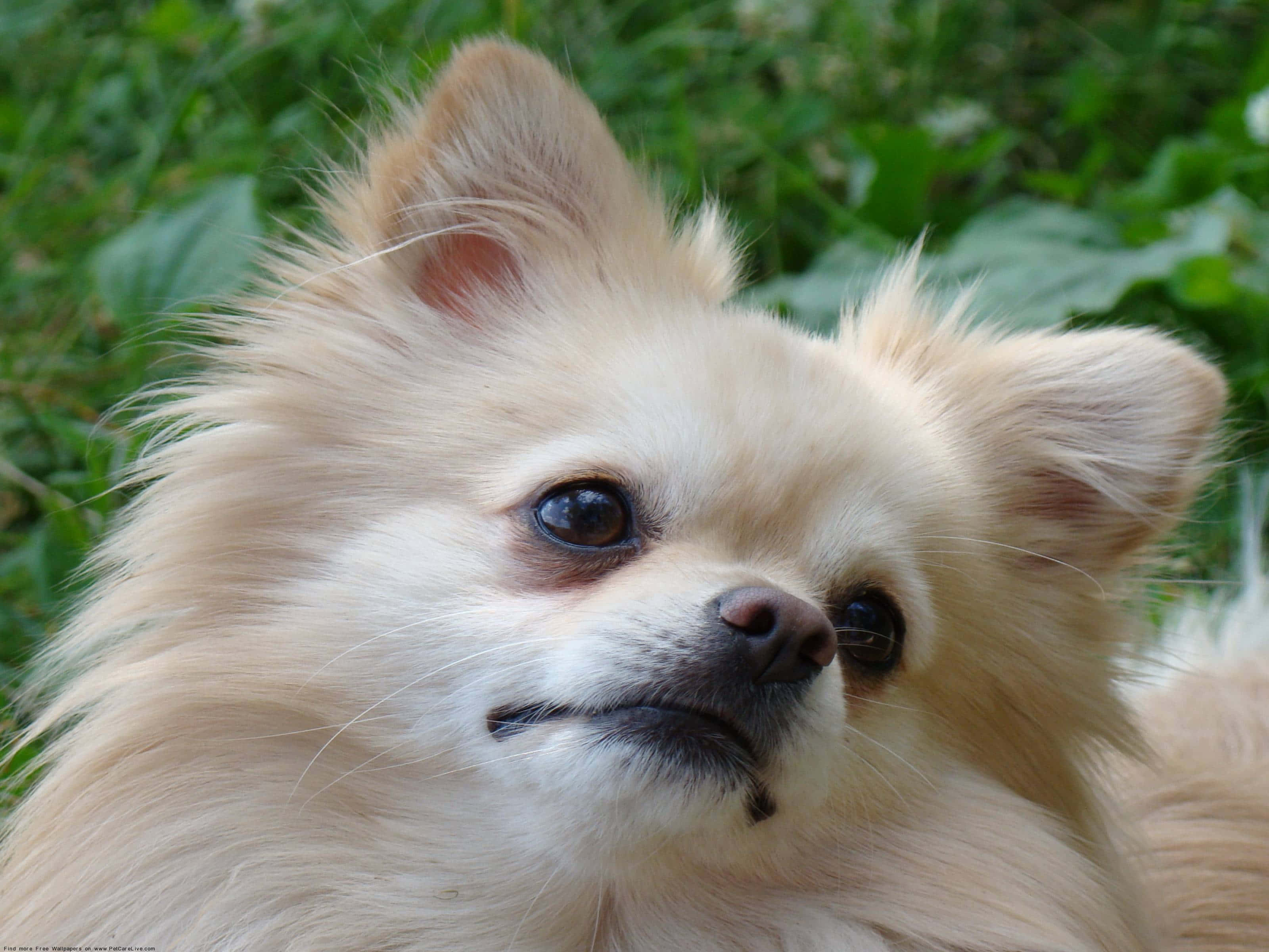 Pomeranian 桌布 壁紙 — 一隻毛茸茸的奶油色博美犬，有著大大的深色眼睛，在柔和的綠色樹葉背景前若有所思地凝視著。