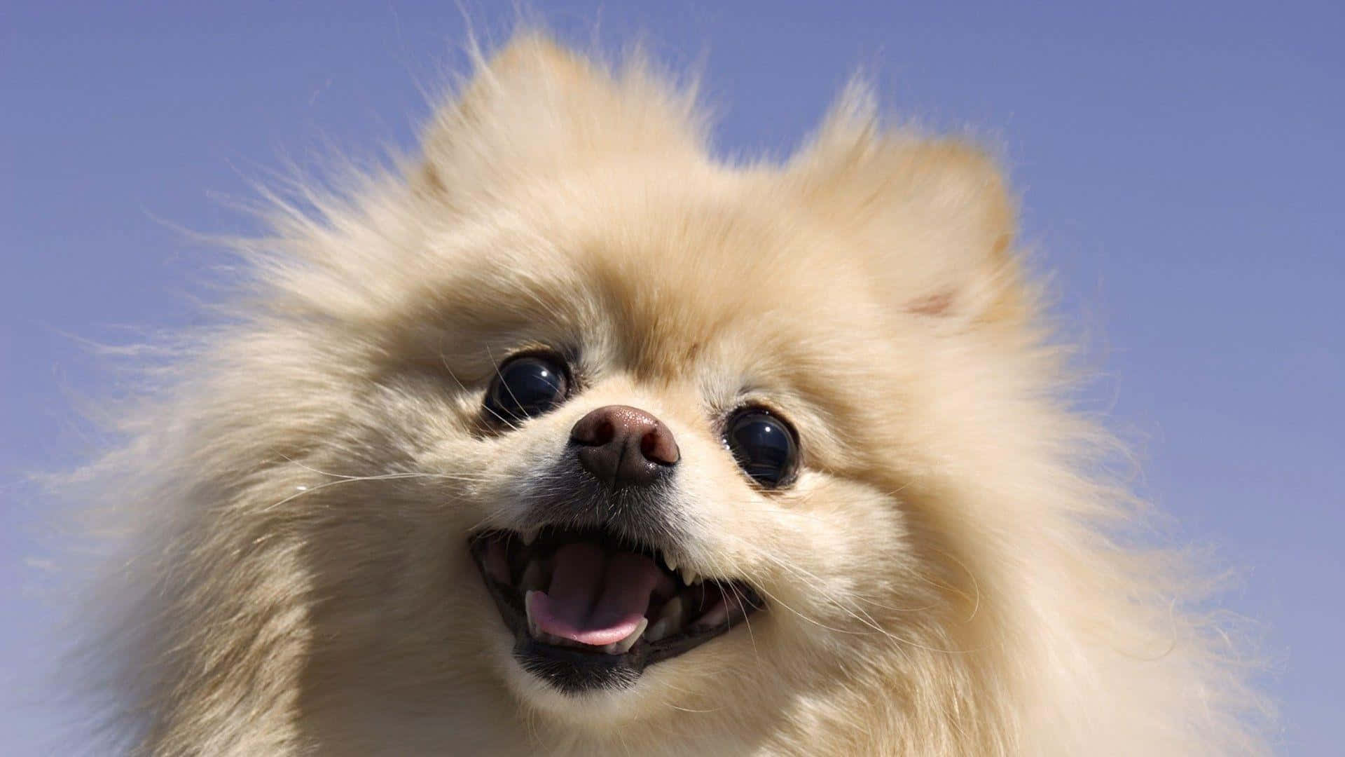 Pomeranian 桌布 壁紙 — 一隻毛茸茸的奶油色博美犬，眼睛明亮，張開嘴巴，在清澈的藍天下快樂地微笑。