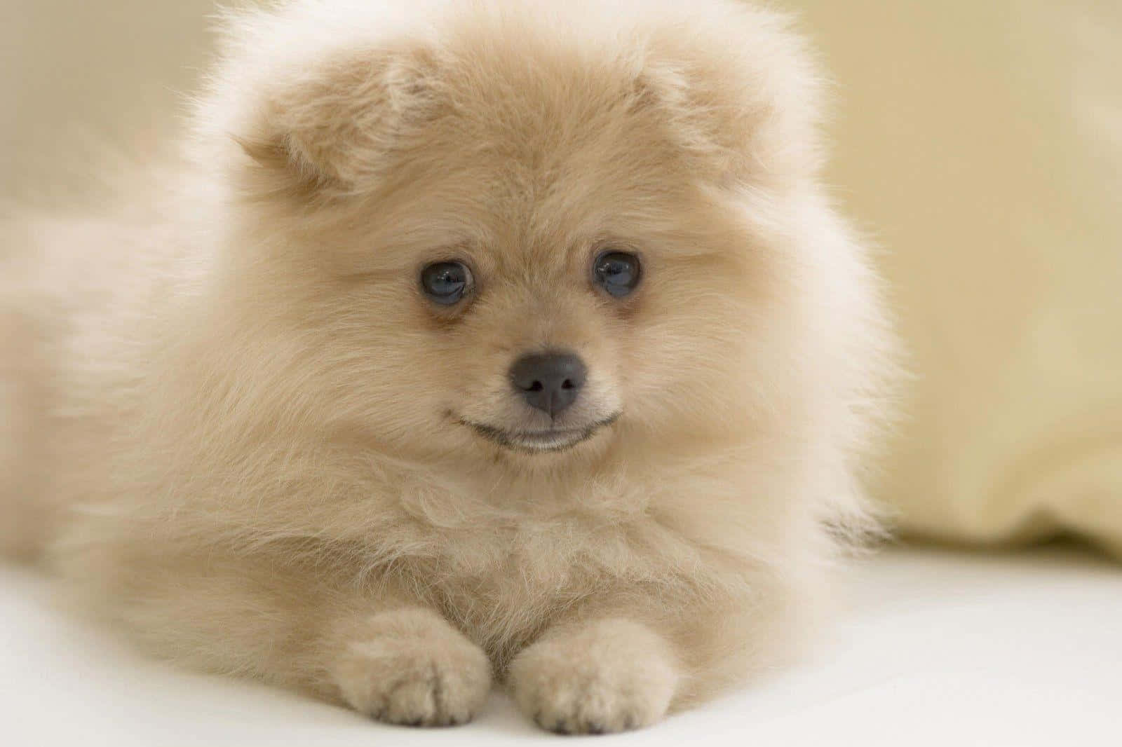 Pomeranian 桌布 壁紙 — 一隻毛茸茸的奶油色博美犬幼犬，睜著大大的黑眼睛，平靜地躺在柔軟的白色表面上。