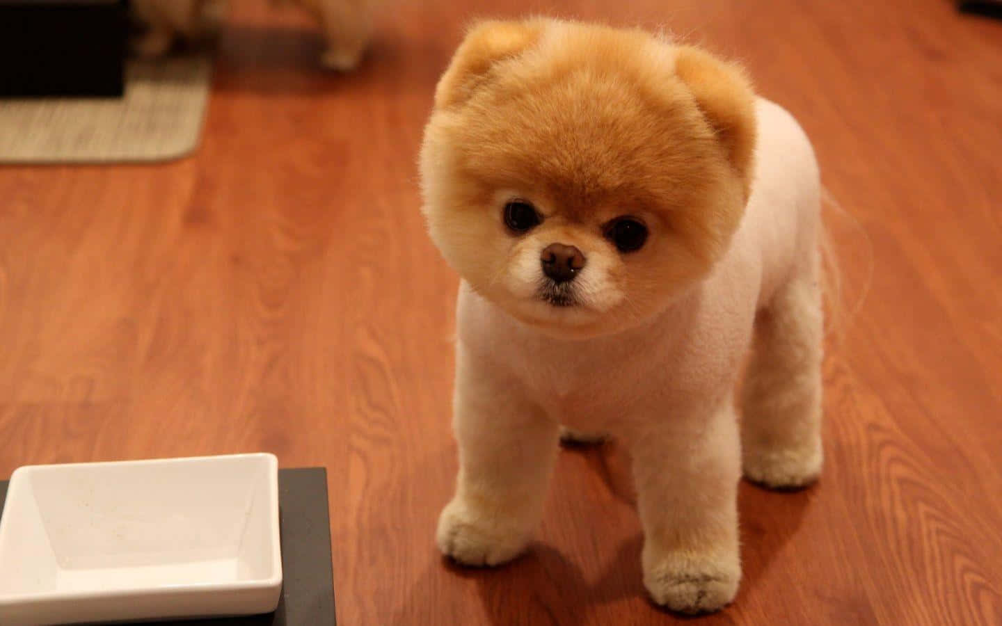 Pomeranian 桌布 壁紙 — 一隻毛茸茸的奶油色博美犬幼犬站在溫暖的木地板上，靠近一個白色碟子。