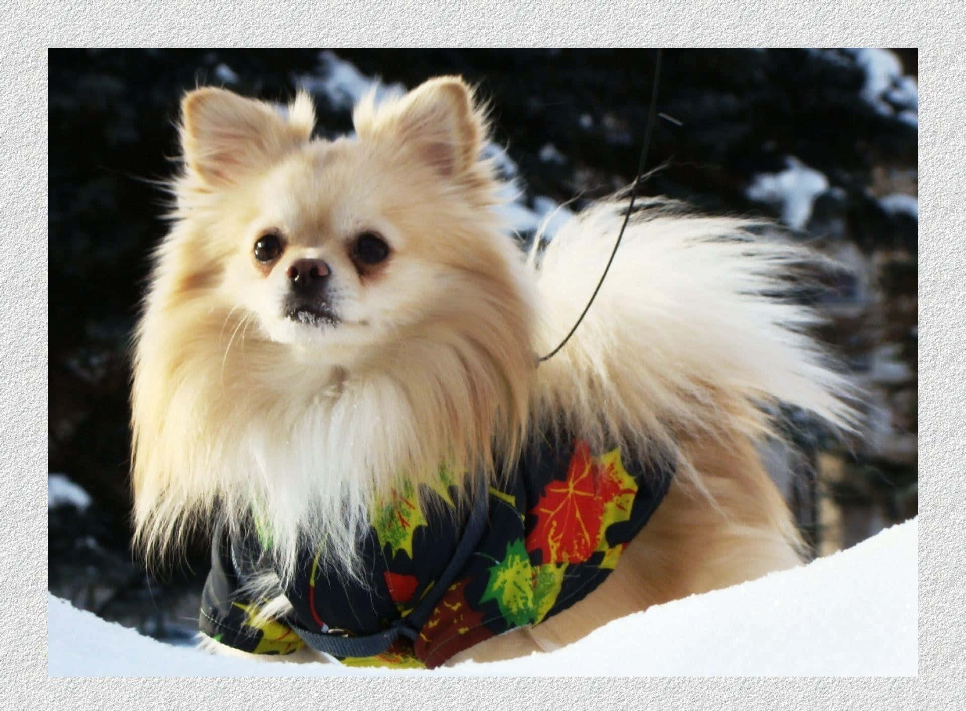 Pomeranian 桌布 壁紙 — 一隻毛茸茸的奶油色博美犬穿著色彩繽紛的楓葉外套，站在明亮的雪地上，背後有深色的樹木。