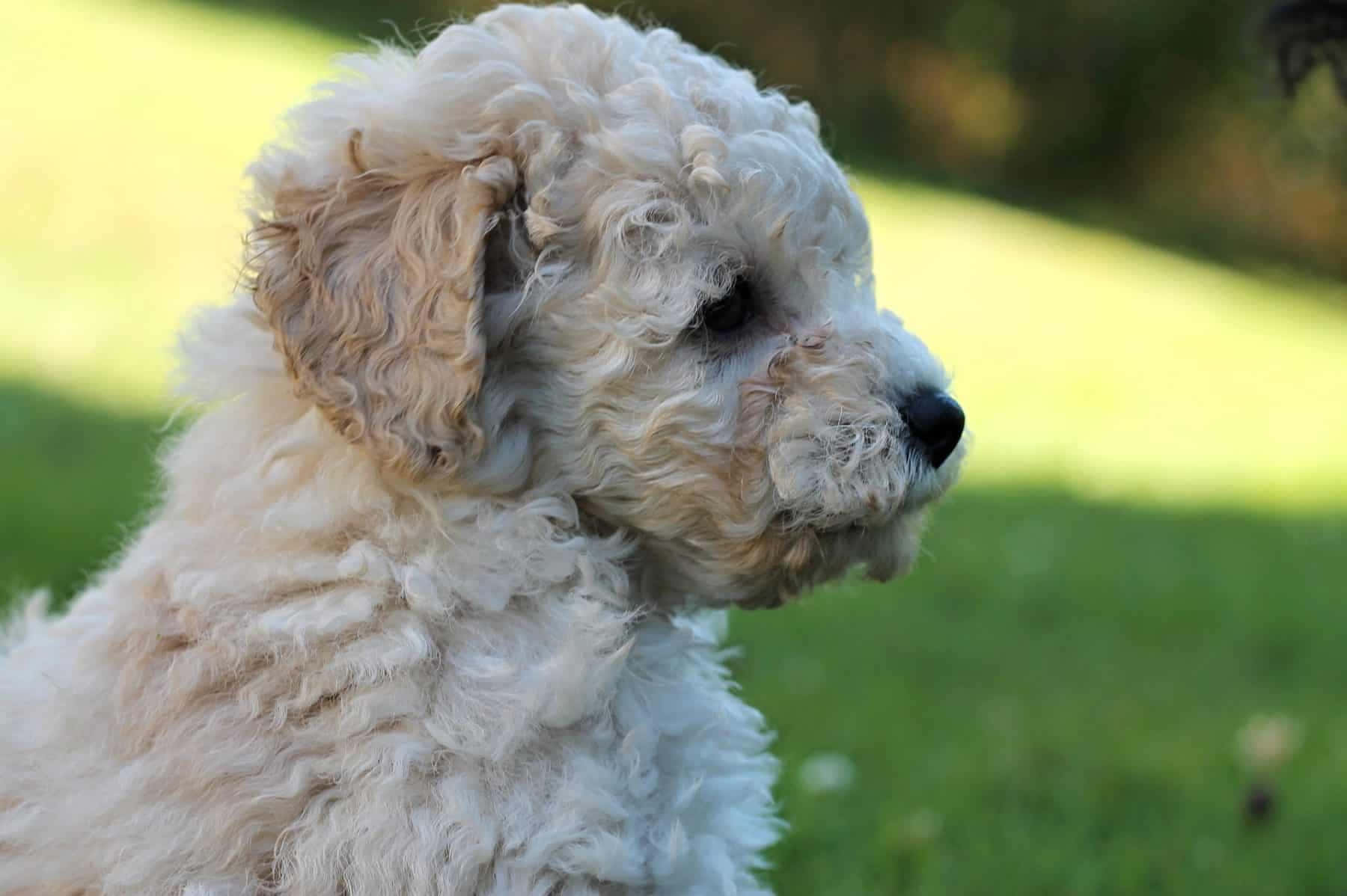 Poodle 桌布 壁紙 — 一隻毛茸茸的奶油色小狗，有著捲曲的毛髮，在陽光明媚的綠色草坪上若有所思地凝視著。