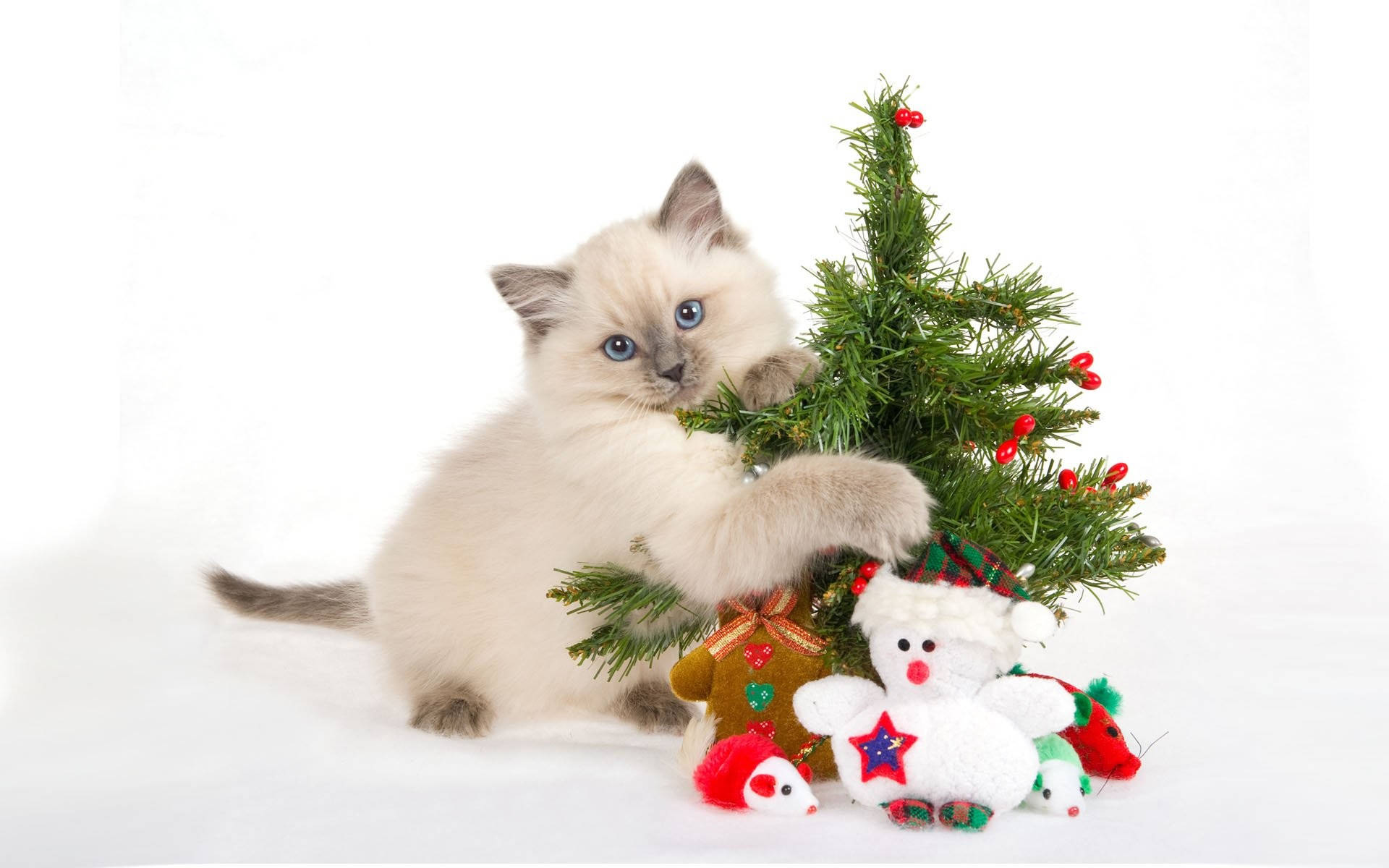 Cute Cat 桌布 壁紙 — 一隻毛茸茸的奶油色小貓，藍色眼睛，正在玩一個裝飾好的小聖誕樹，周圍是節日毛絨玩具。