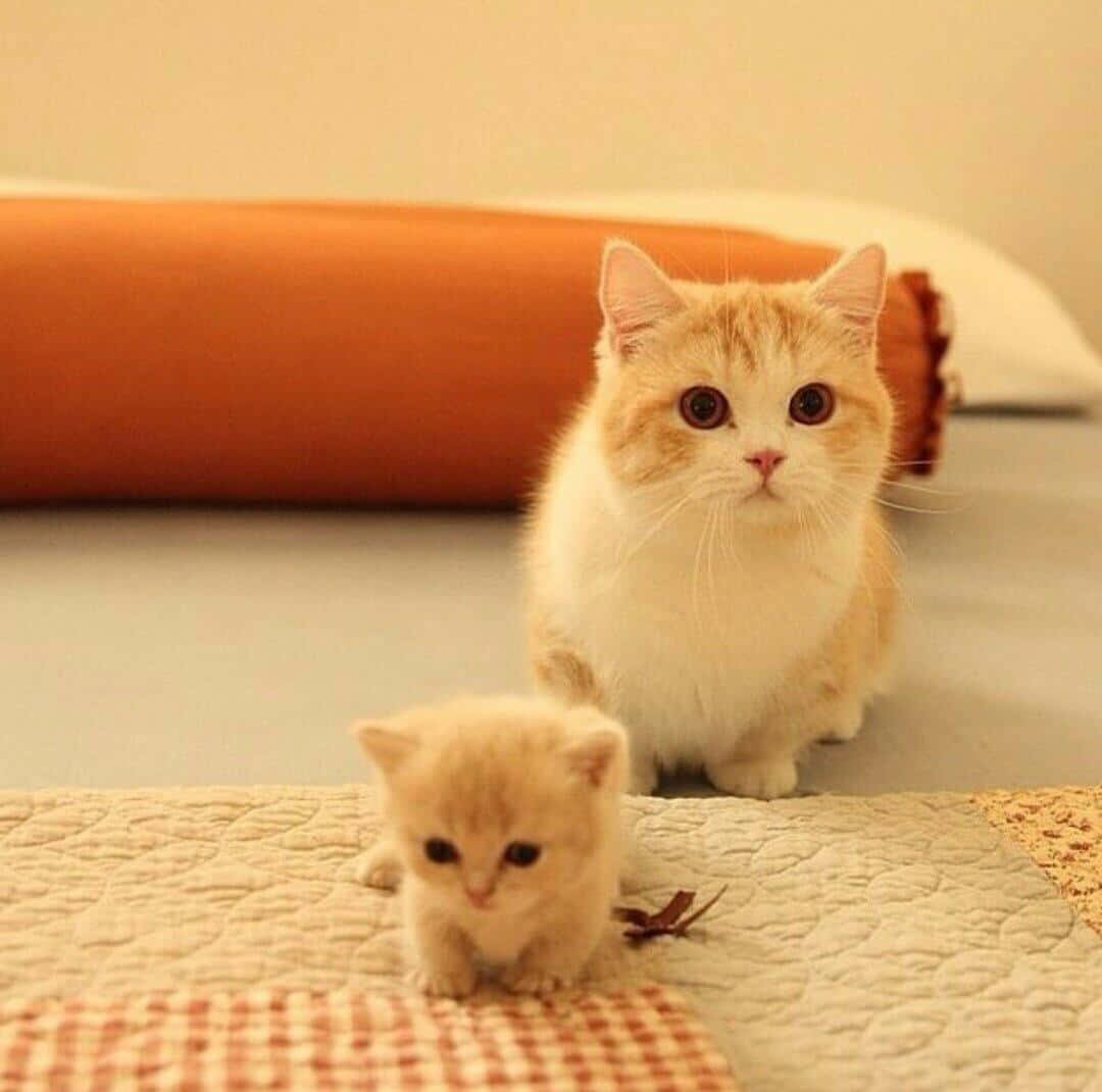 Munchkin Cat 桌布 壁紙 — 一隻毛茸茸的奶油色小貓和它的小兄弟姐妹坐在絎縫床罩上，身後有一個溫暖的橙色抱枕。
