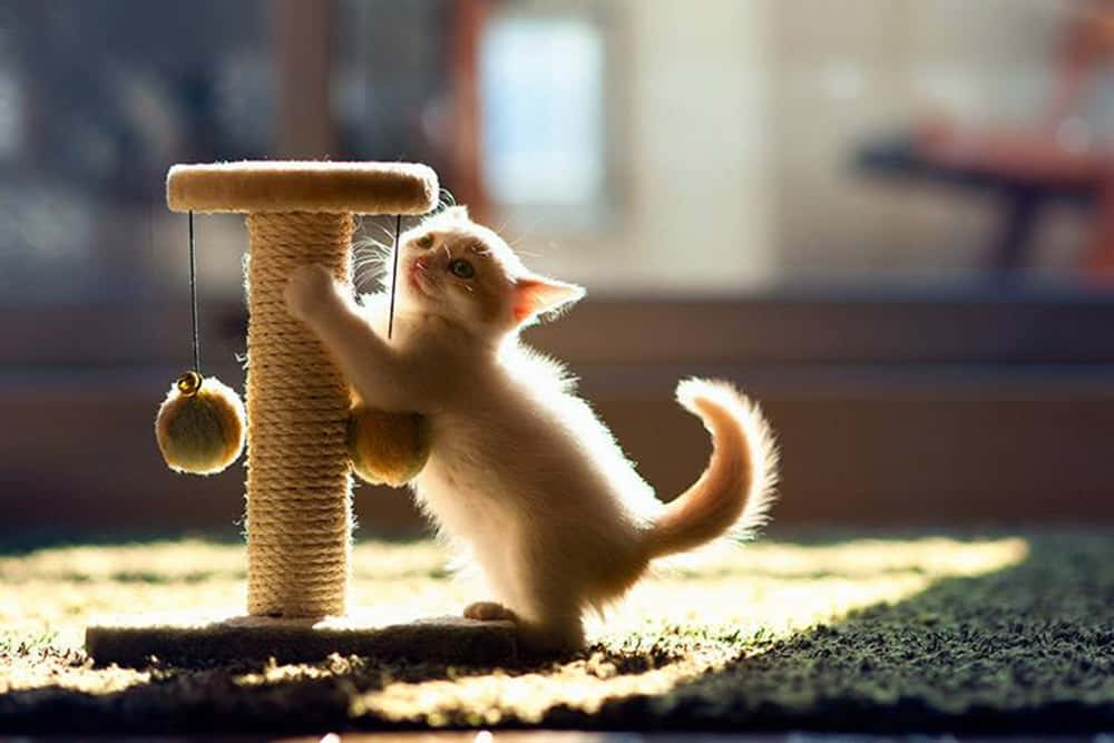 Cat Scratching Post 桌布 壁紙 — 一隻毛茸茸的奶油色小貓咪頑皮地爬著一個繩索抓柱，沐浴在從窗戶灑進的溫暖金色陽光中。