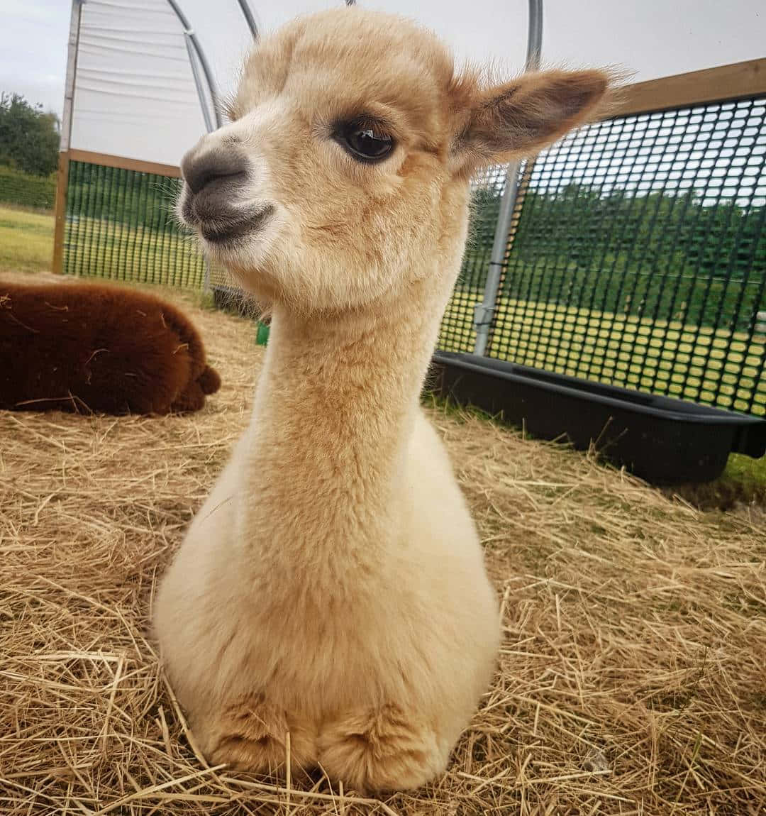 Alpaca 桌布 壁紙 — 一隻毛茸茸的奶油色羊駝安靜地坐在圍欄內的乾草上，遠處可見綠樹。