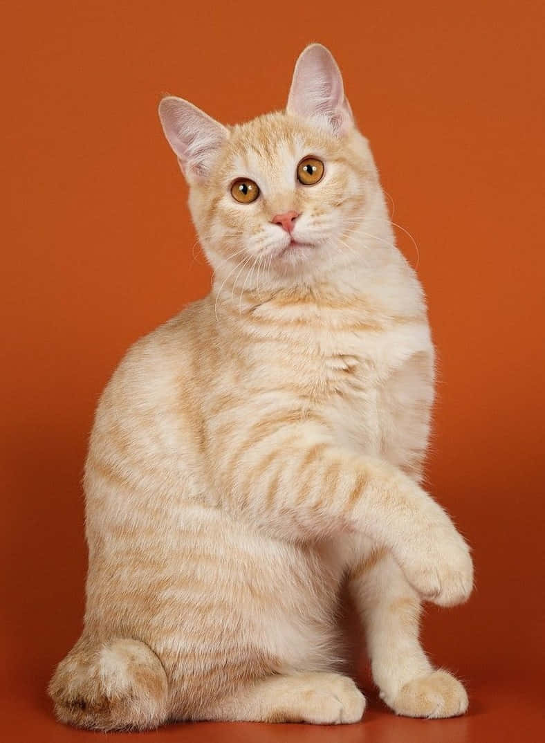 Kurilian Bobtail 桌布 壁紙 — 一隻毛茸茸的奶油色虎斑貓直立在純色赤陶背景前，一隻爪子抬起，好像在揮手。