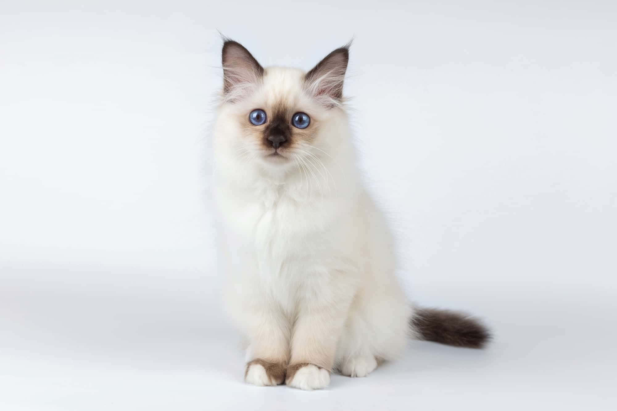 Birman 桌布 壁紙 — 一隻毛茸茸的奶油色貓咪，擁有引人注目的藍色眼睛和深色重點部位，端坐在無縫白色背景前。