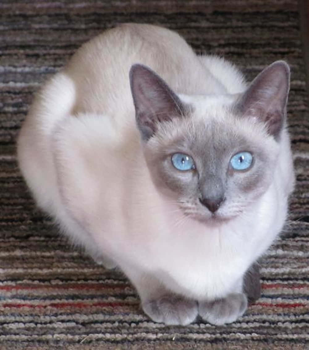 Thai Lilac Cat 桌布 壁紙 — 一隻毛茸茸的奶油色貓咪，有著引人注目的藍色眼睛，正專注地坐在條紋地毯上。