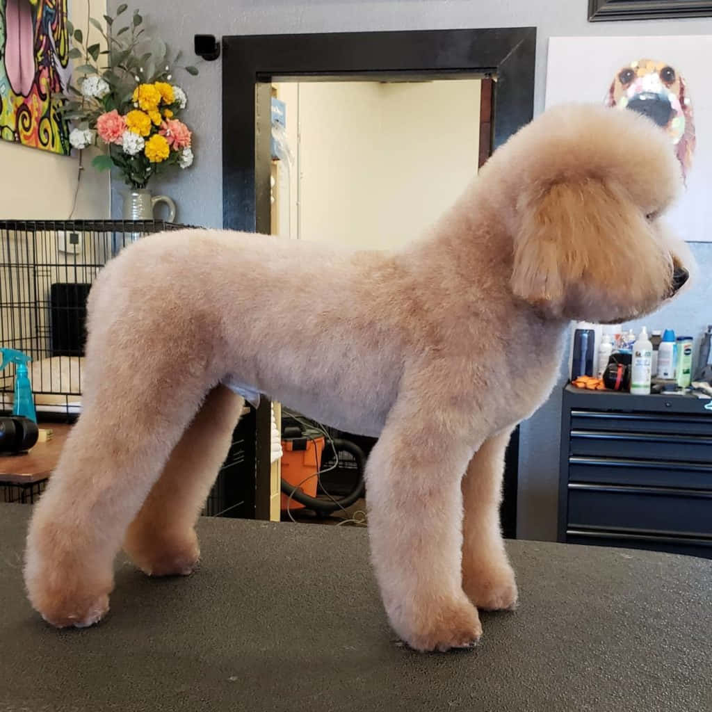 Poodle 桌布 壁紙 — 一隻毛茸茸的奶油色貴賓犬站在美容桌上，位於一個色彩繽紛、帶有花卉裝飾的活力寵物沙龍中。
