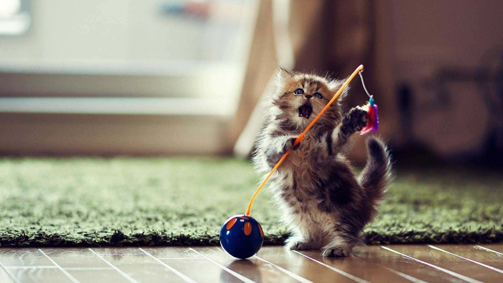 Cat Desktop 桌布 壁紙 — 一隻毛茸茸的小貓用後腿站立，在室內綠色地毯上拍打一個色彩繽紛的玩具。