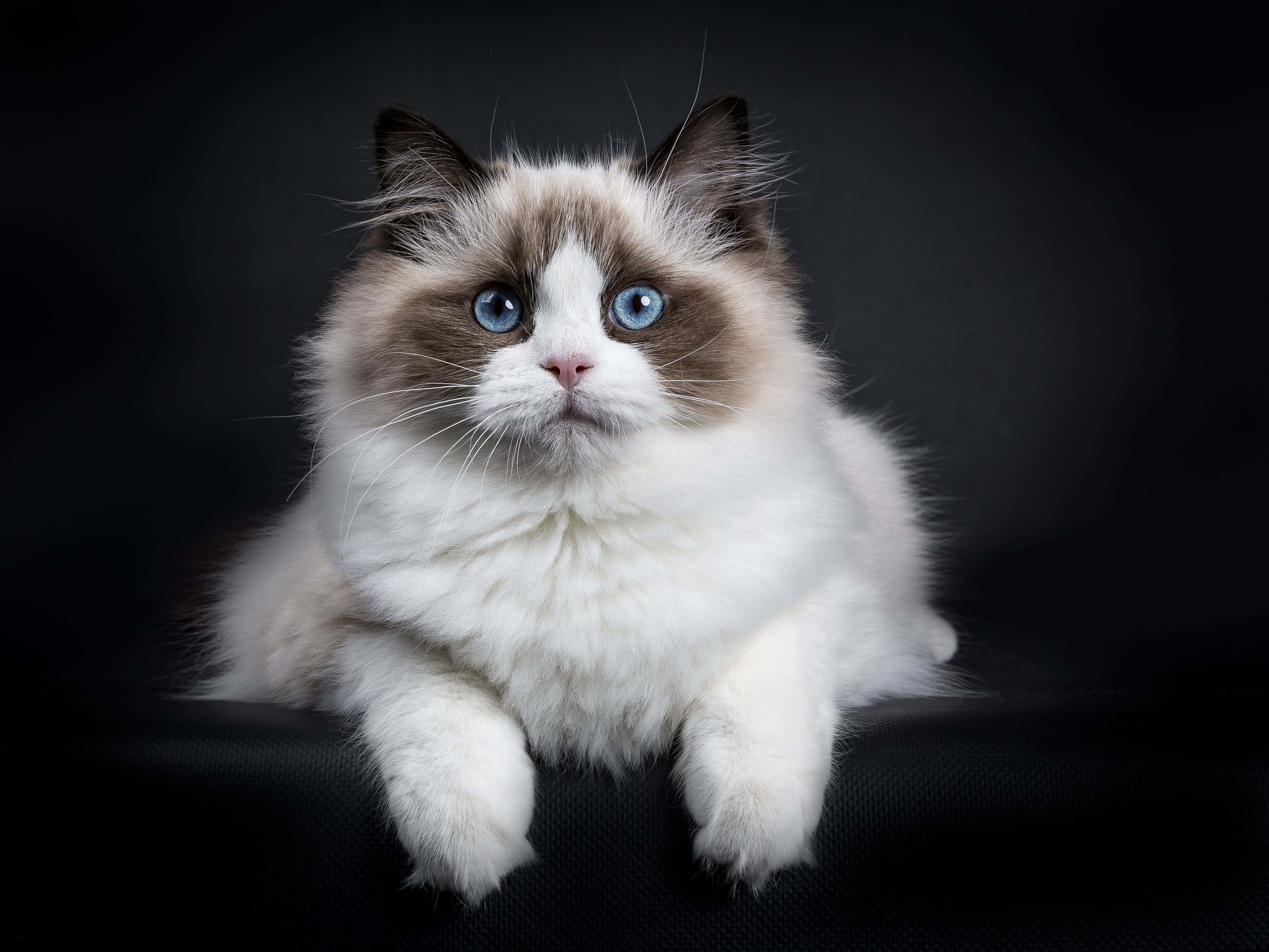 Ragdoll 桌布 壁紙 — 一隻毛茸茸的布偶貓，擁有引人注目的藍色眼睛和白色毛髮，威嚴地坐在深色背景前。