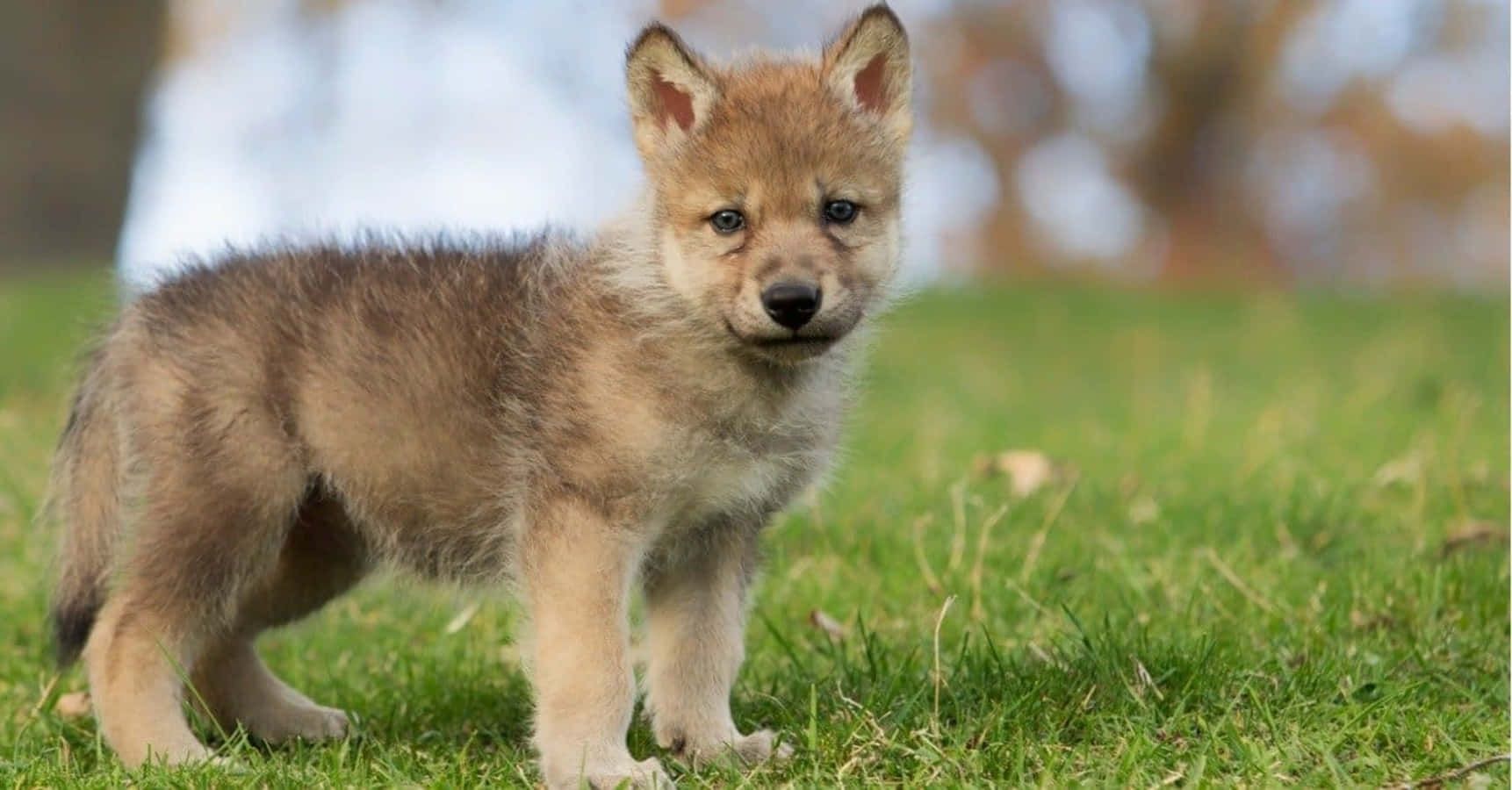 Wolf Pup 桌布 壁紙 — 一隻毛茸茸的幼狼警覺地站在鮮綠的草地上，背景是柔和散景。
