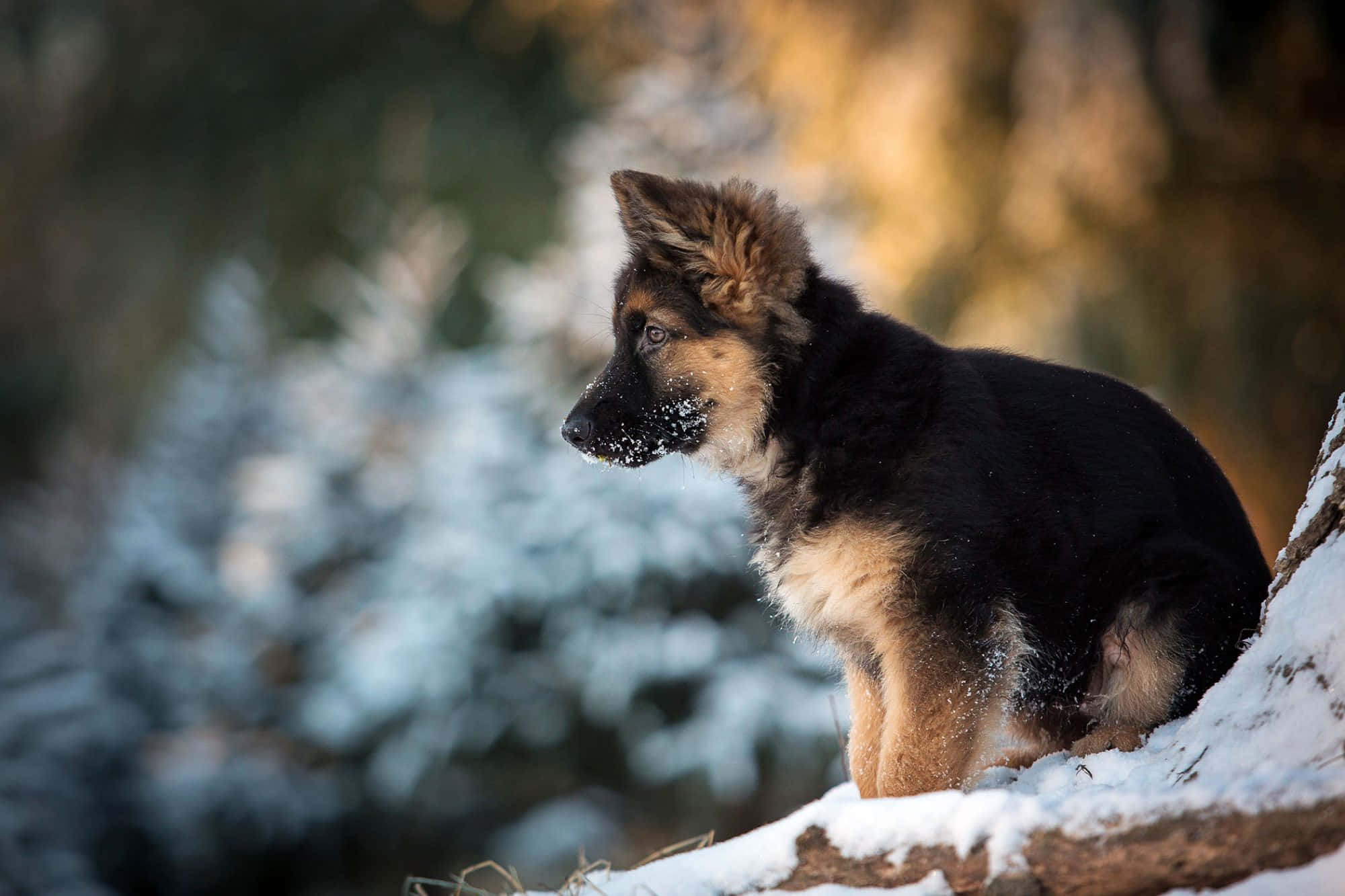 Puppy Dog 桌布 壁紙 — 一隻毛茸茸的德國牧羊犬幼犬警覺地坐在雪覆蓋的木頭上，身處沐浴在金色午後陽光的冬季森林中。