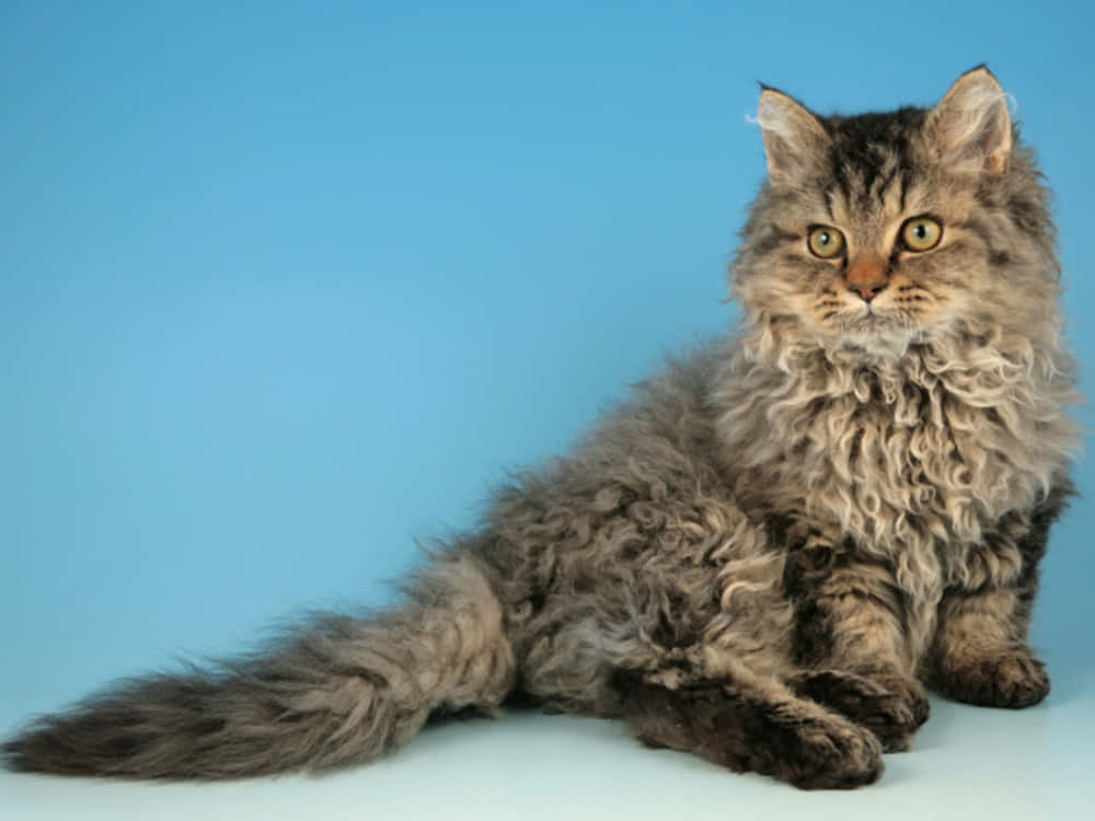 Selkirk Rex 桌布 壁紙 — 一隻毛茸茸的捲毛貓，擁有引人注目的綠色眼睛，端坐在純藍色背景前。