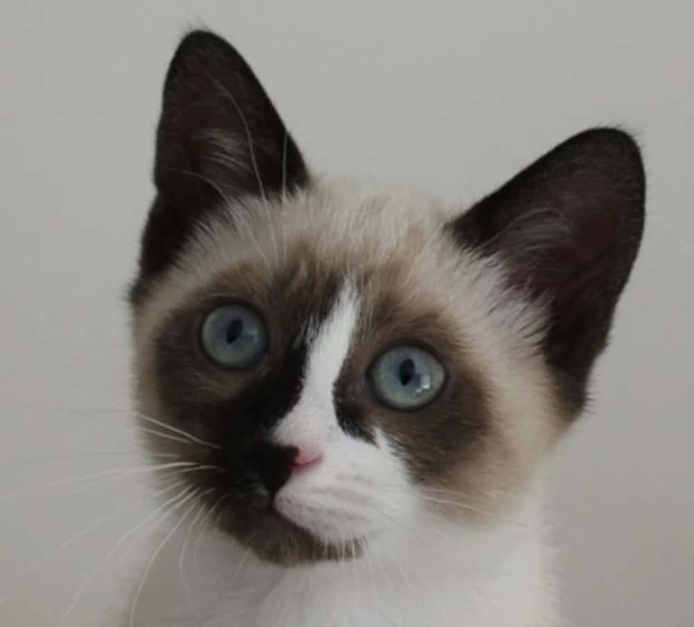 Snowshoe Cat 桌布 壁紙 — 一隻毛茸茸的暹羅貓咪特寫，擁有引人注目的藍色眼睛和深色耳朵，背景簡潔。