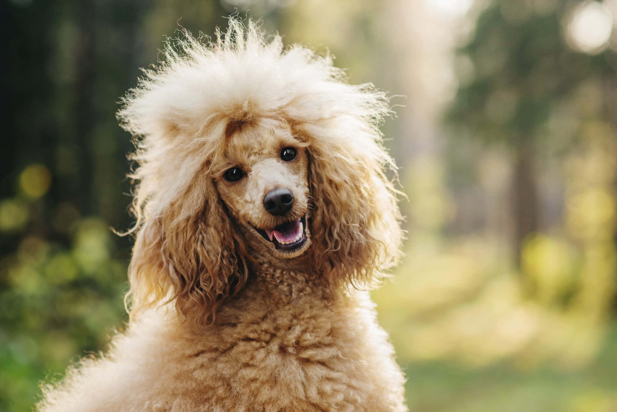 Poodle 桌布 壁紙 — 一隻毛茸茸的杏色貴婦犬帶著喜悅的表情站在陽光普照的森林中，牠的捲毛捕捉著溫暖的光線。