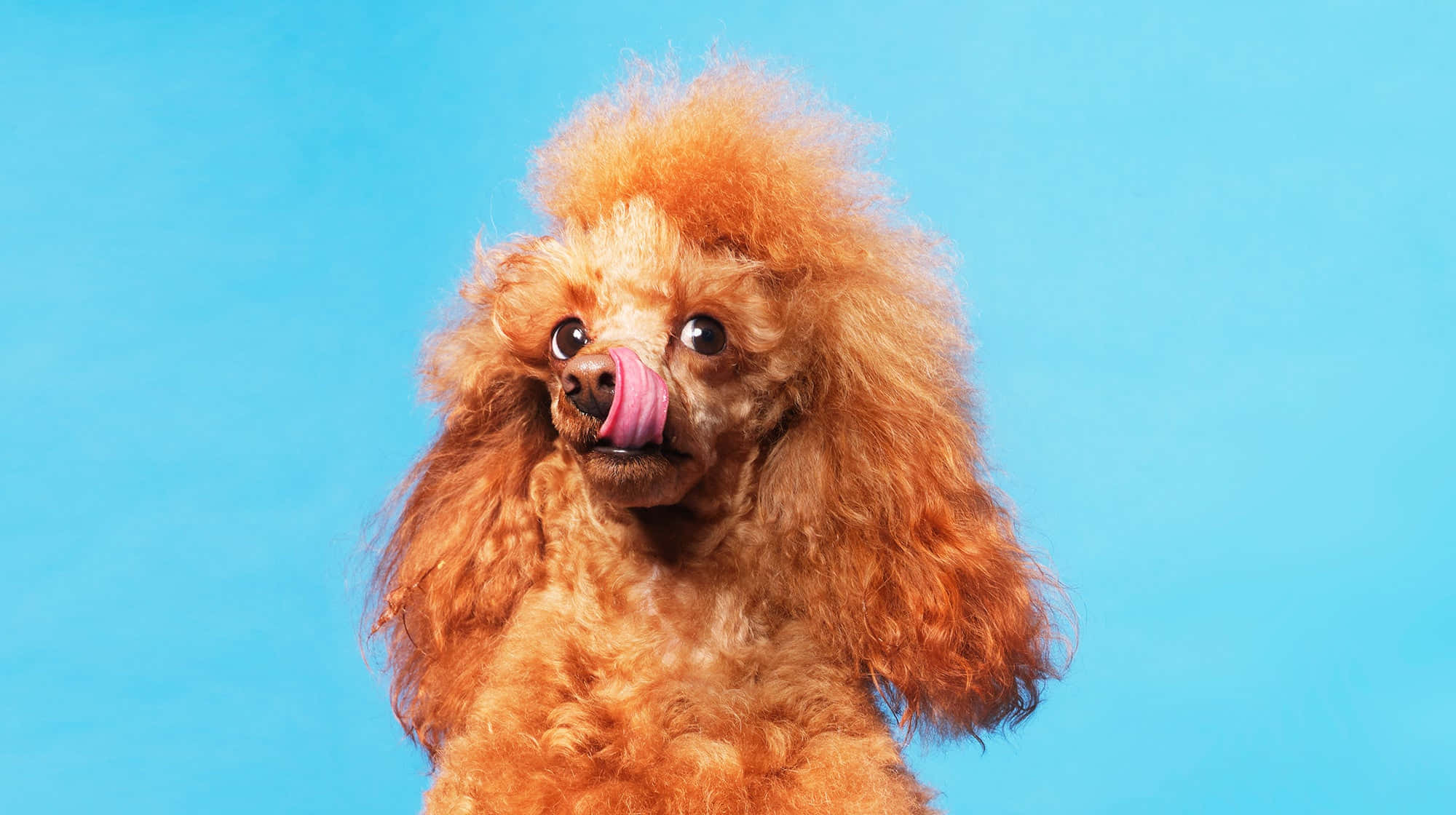 Poodle 桌布 壁紙 — 一隻毛茸茸的杏色貴婦狗帶著頑皮的表情，在明亮的藍色背景上舔著鼻子。