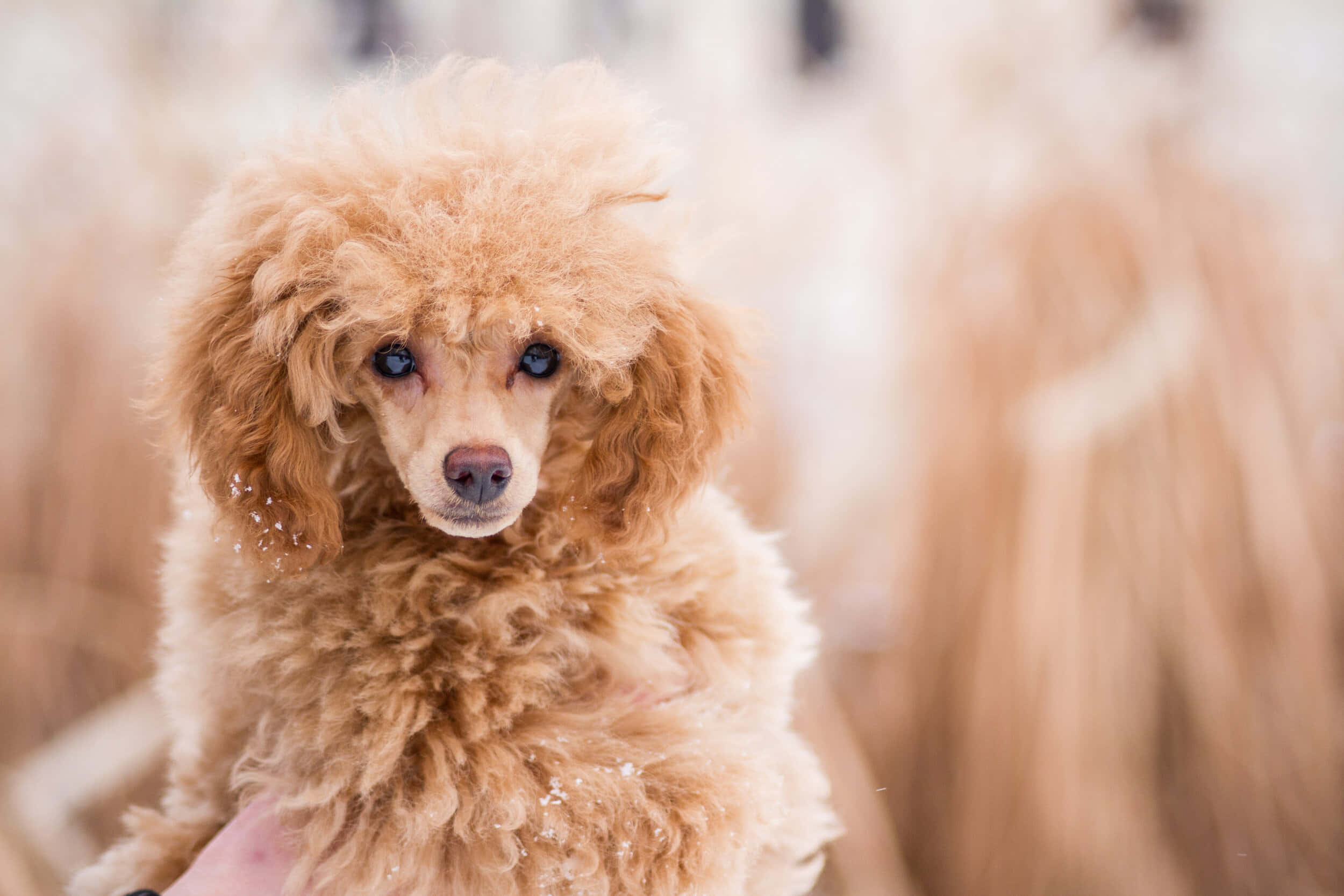 Poodle 桌布 壁紙 — 一隻毛茸茸的杏色貴賓犬幼犬，有著明亮的藍色眼睛，在模糊的金色背景下溫柔地凝視著。