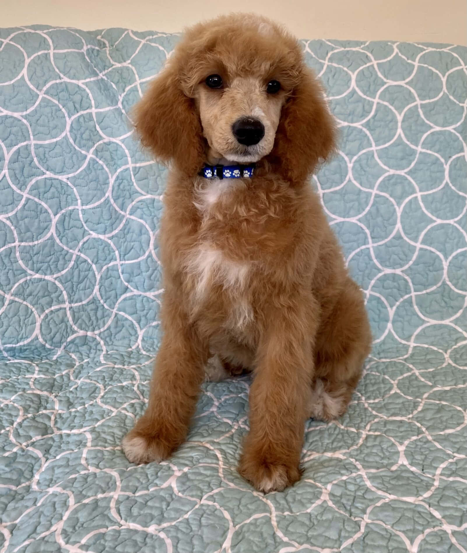 Poodle 桌布 壁紙 — 一隻毛茸茸的杏色貴賓犬幼犬專注地坐在帶有白色幾何縫線的藍綠色被子上面。