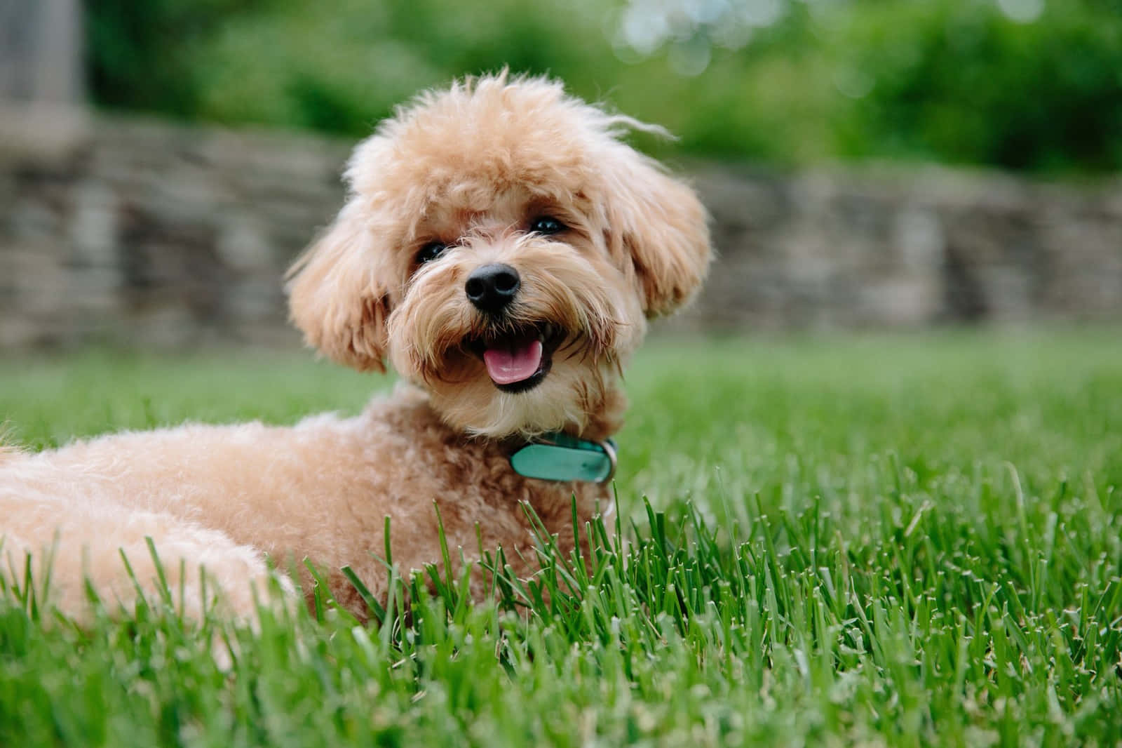 Poodle 桌布 壁紙 — 一隻毛茸茸的杏色貴賓犬幼犬快樂地躺在鮮綠色的草地上，背景是柔和嘅石牆。