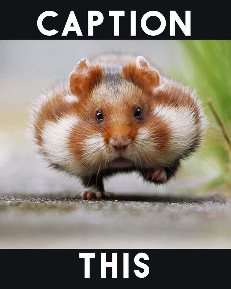 Cute Animal Memes 桌布 壁紙 — 一隻毛茸茸的棕白色天竺鼠的大特寫，有著大大的深色眼睛，在模糊的戶外表面上直視鏡頭。
